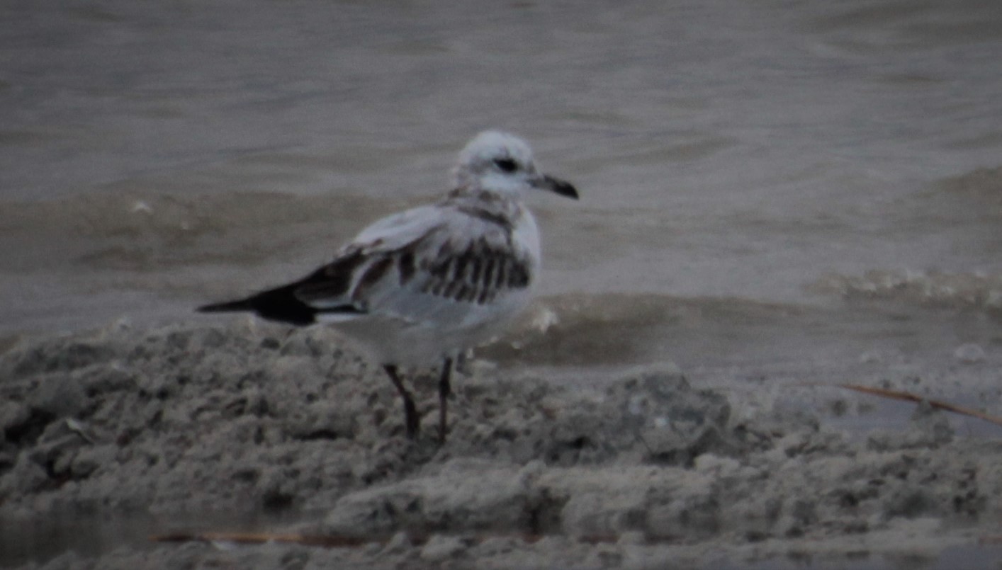 Mediterranean Gull