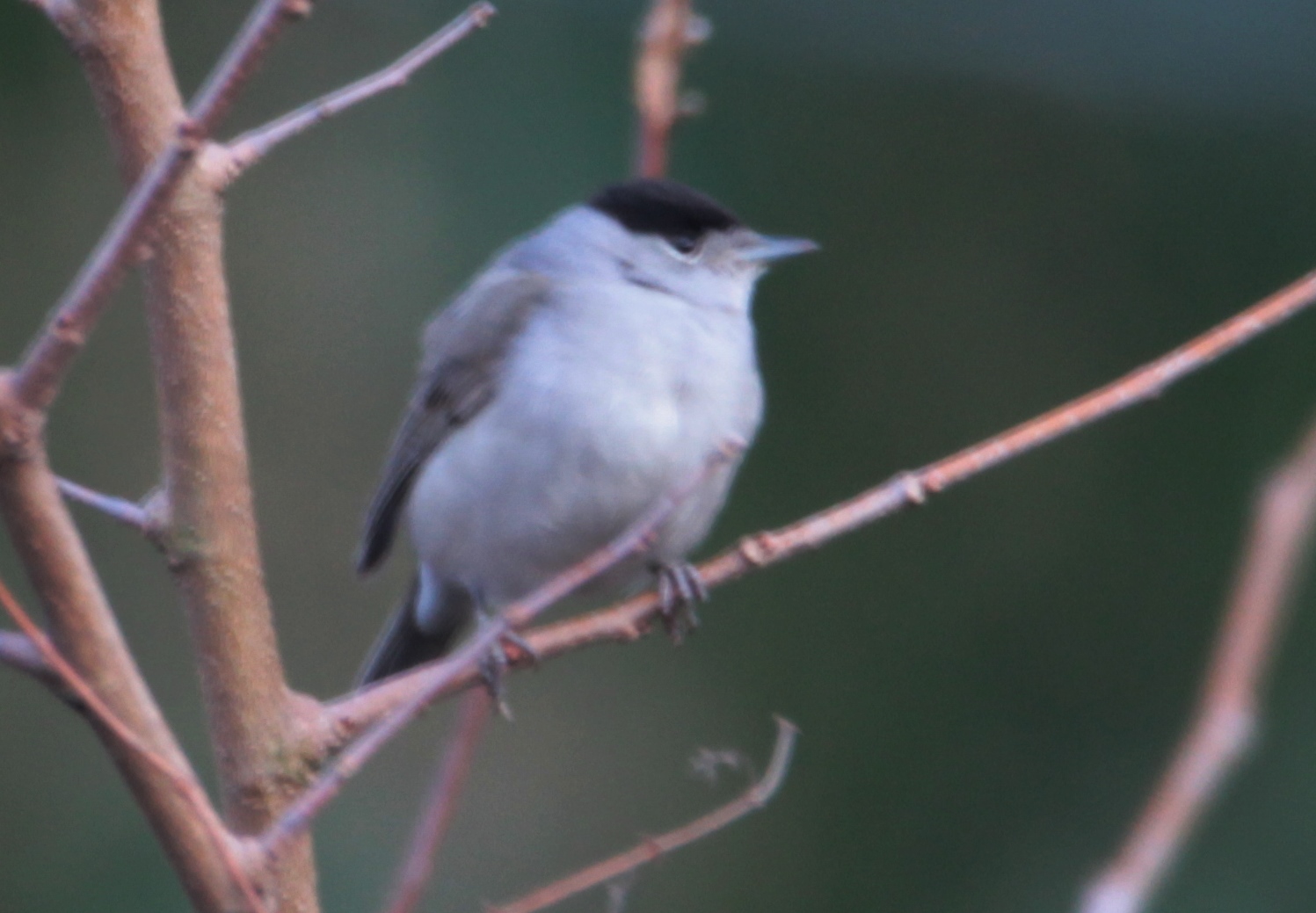 Eurasian Blackcap