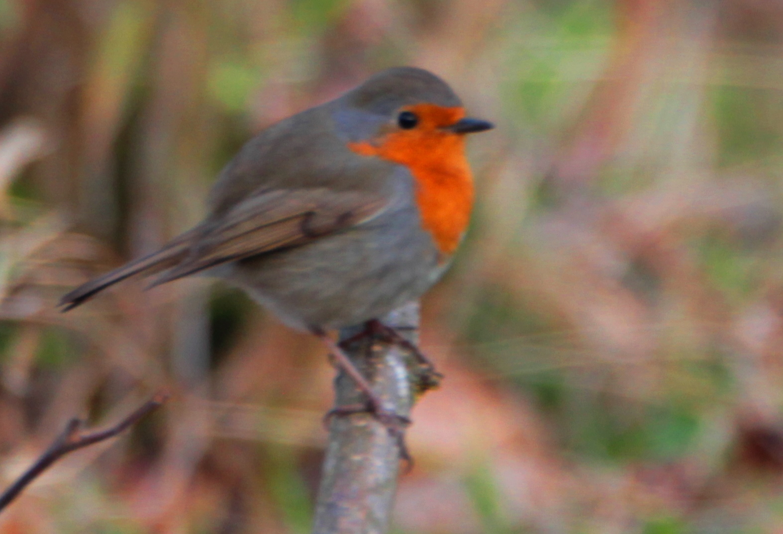 European Robin