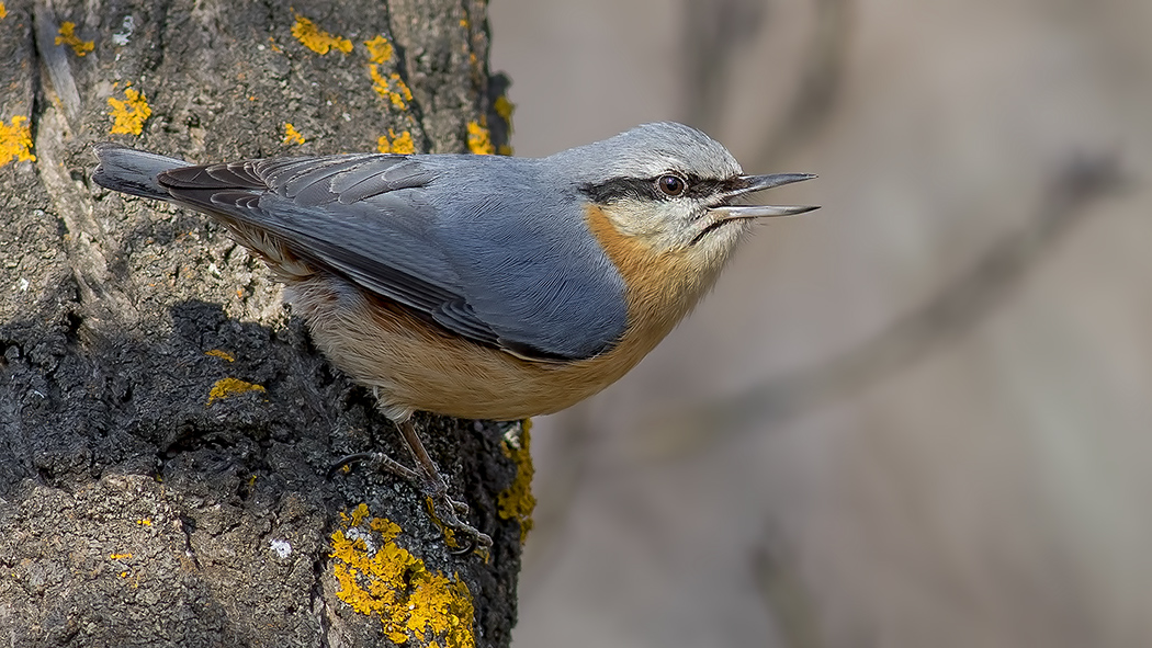 Eurasian Nuthatch