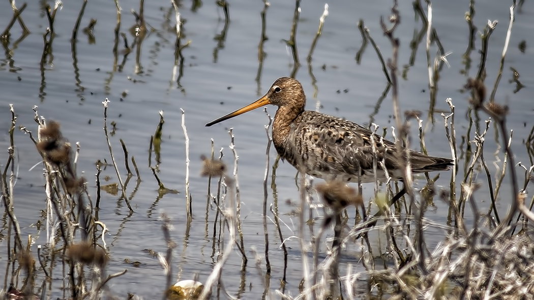 Black-tailed Godwit