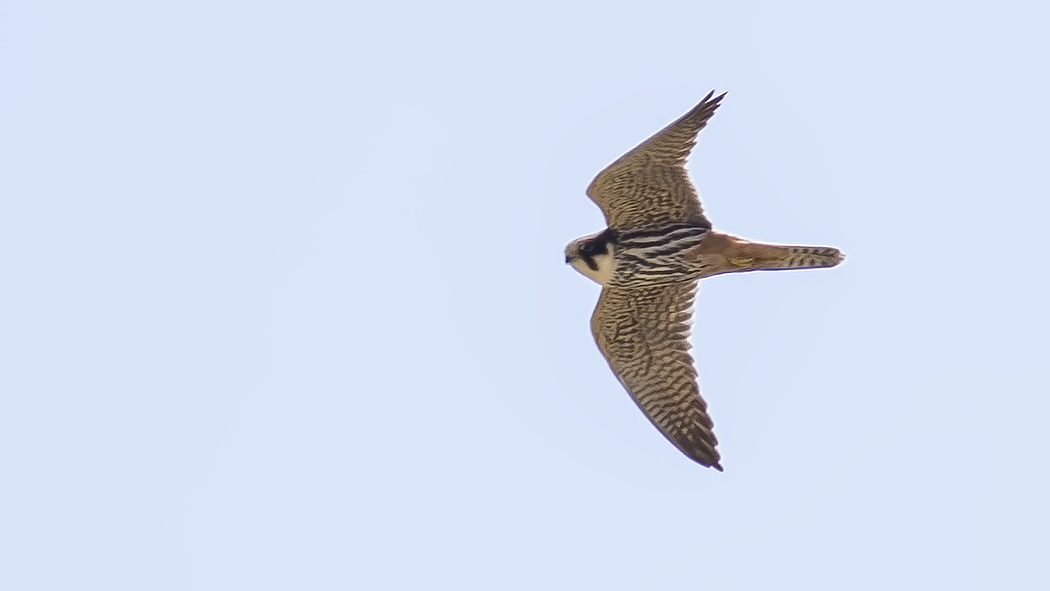 Eurasian Hobby