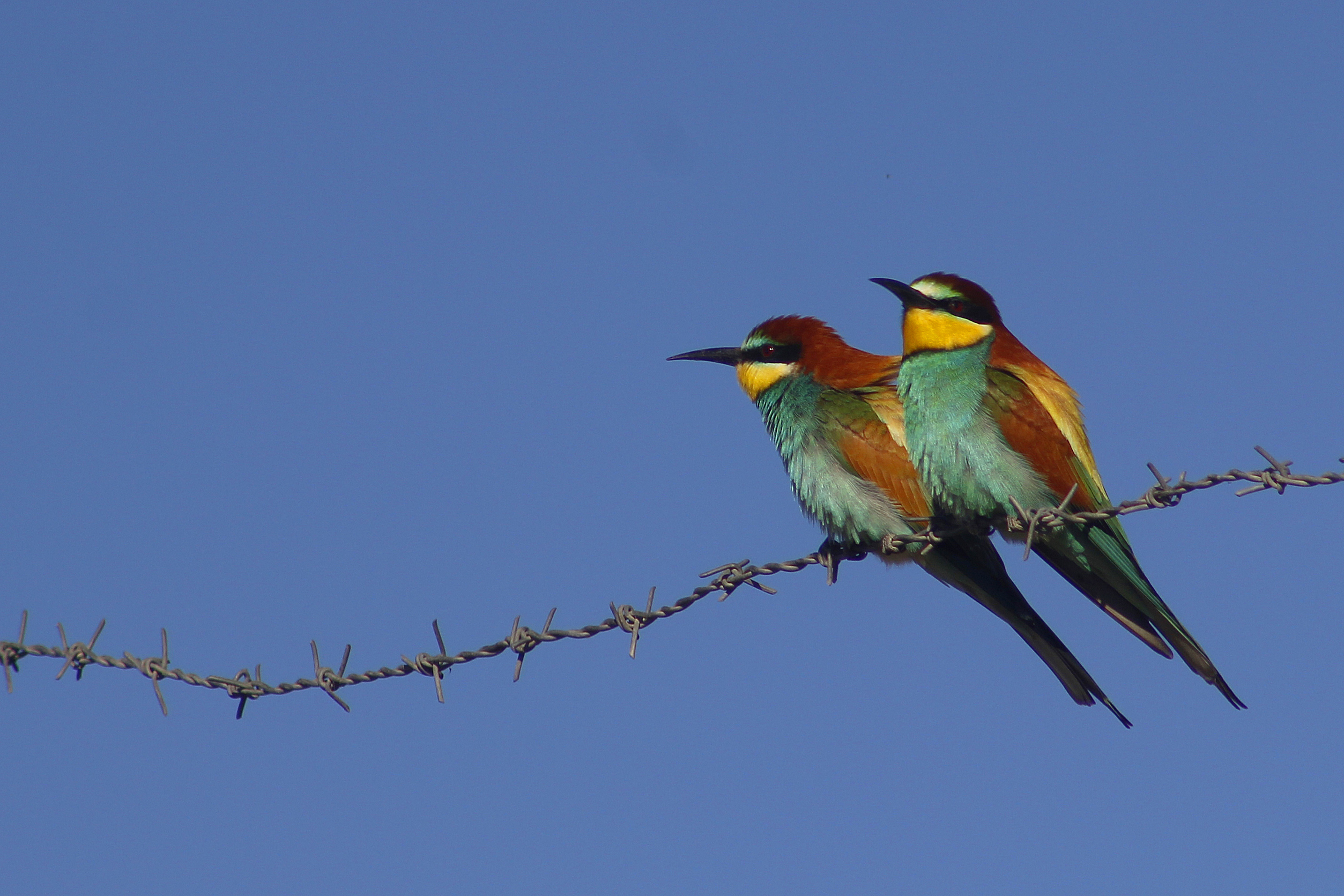 European Bee-eater