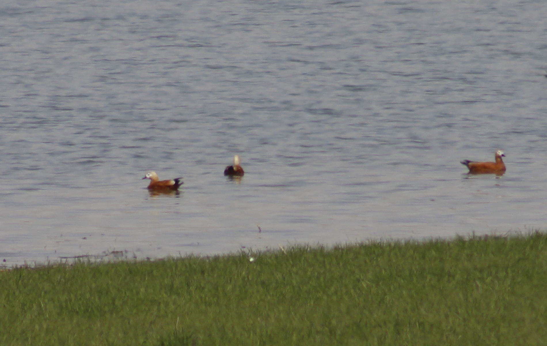 Ruddy Shelduck