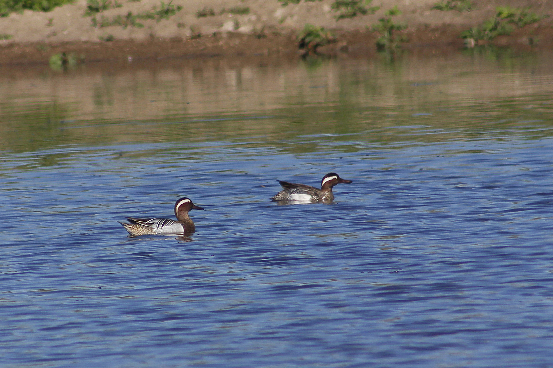 Garganey