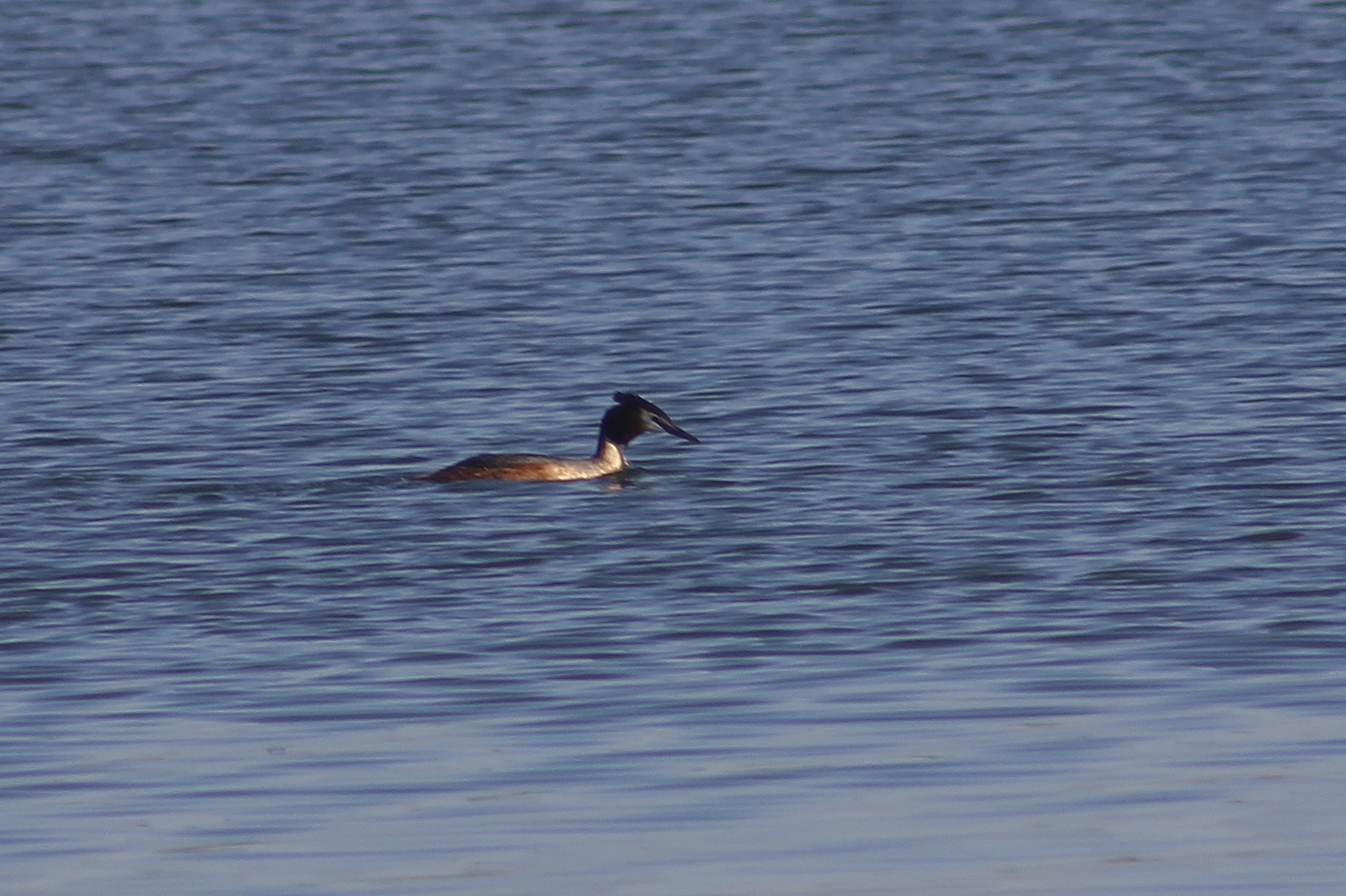 Great Crested Grebe