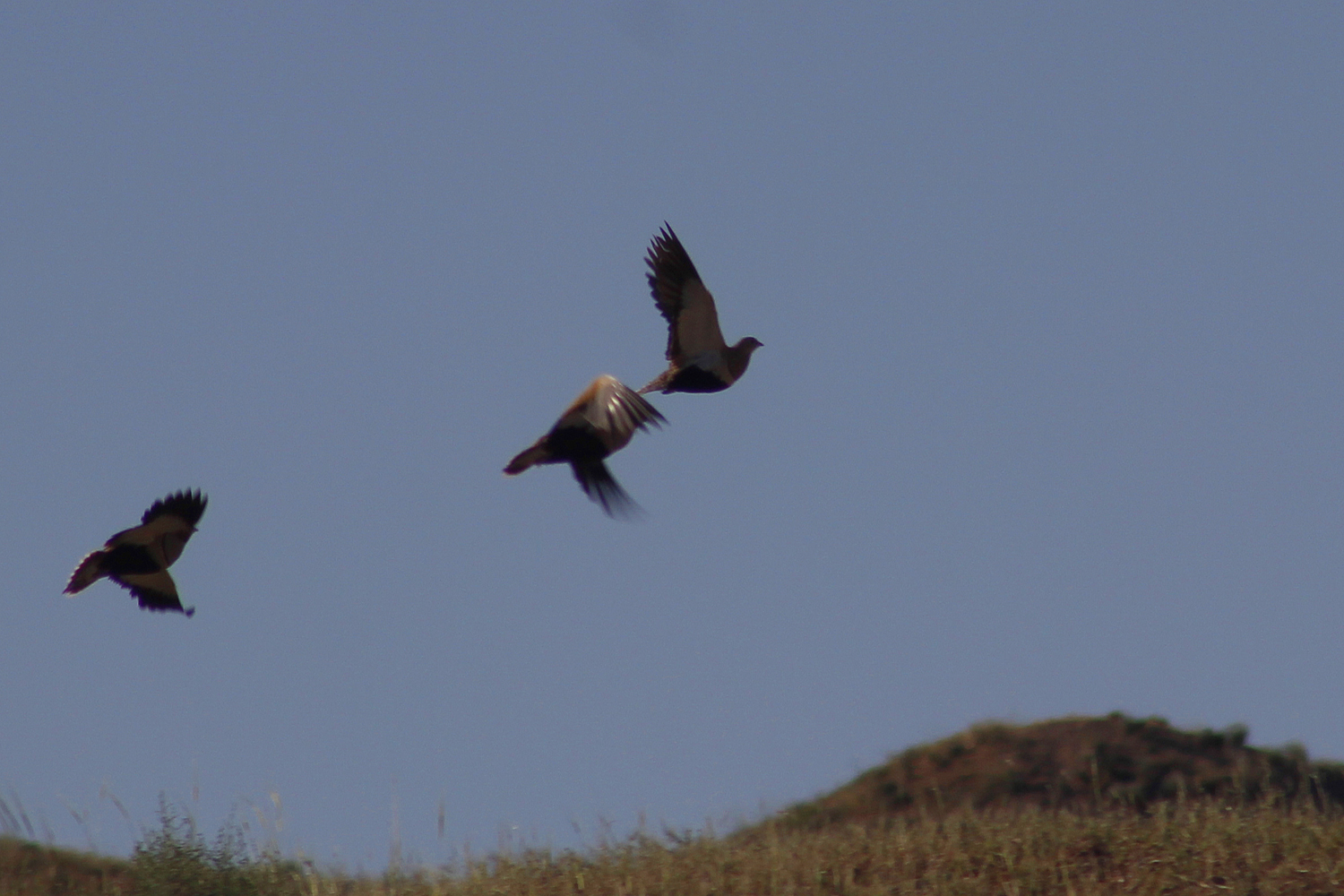 Black-bellied Sandgrouse