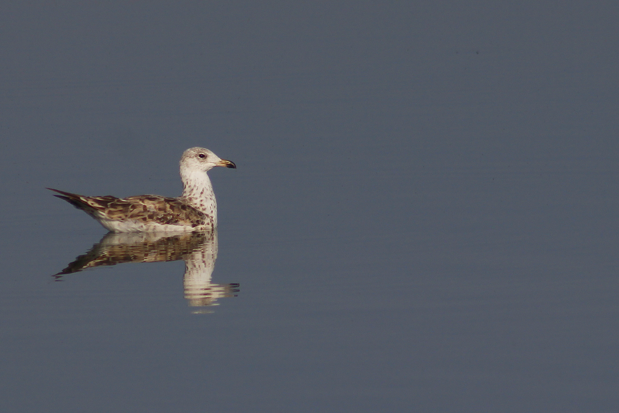 Yellow-legged Gull