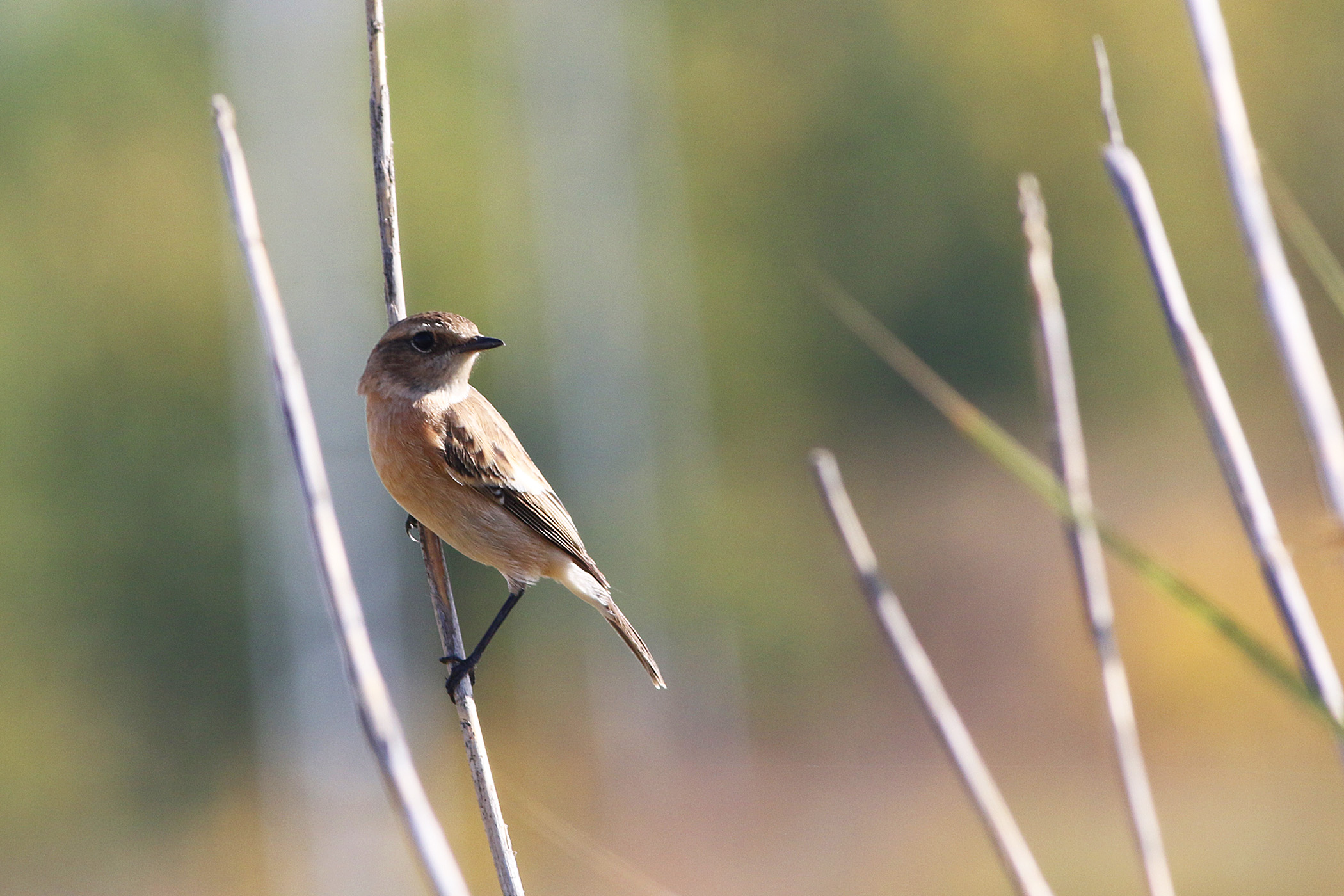 European Stonechat