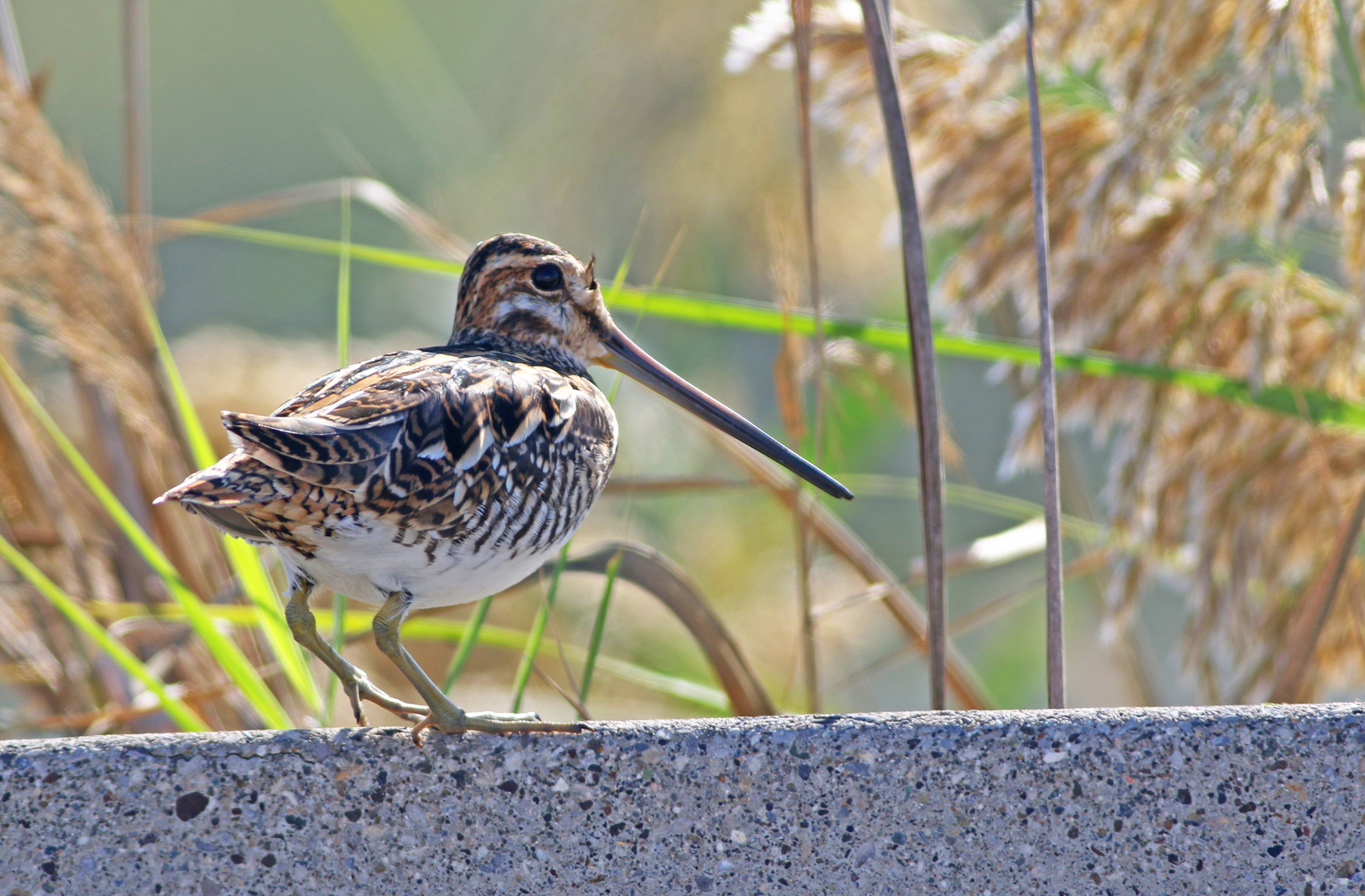 Common Snipe — Ana fotoğraf