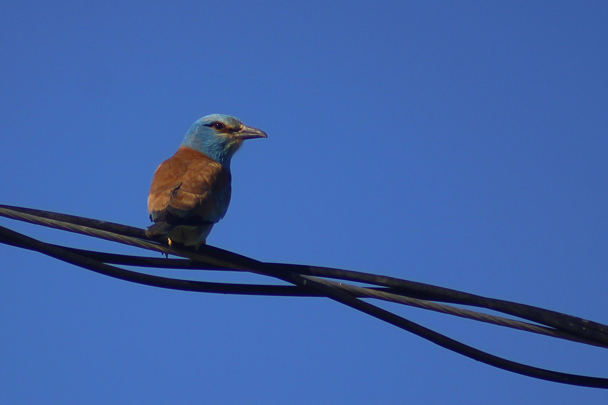 European Roller