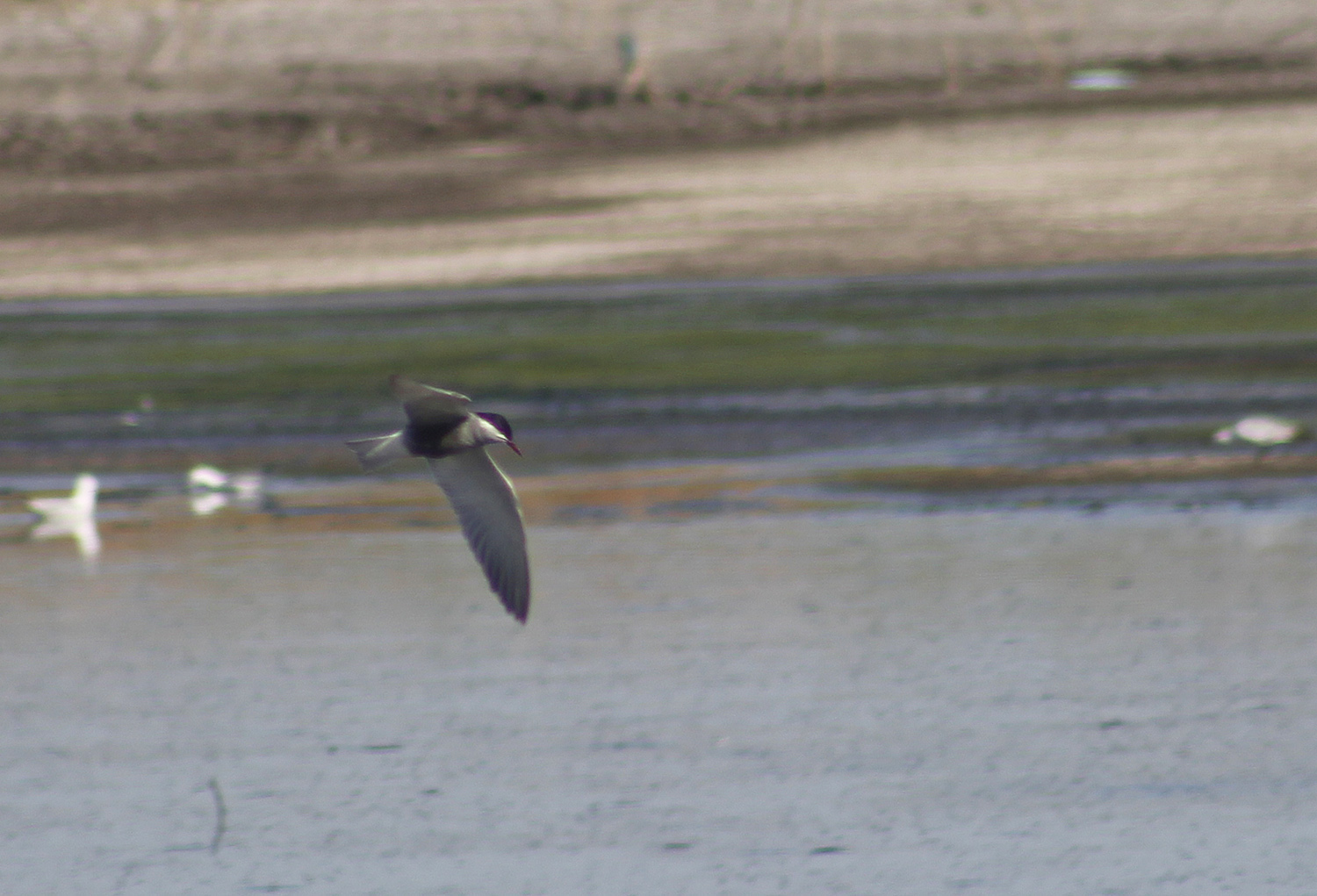 Whiskered Tern