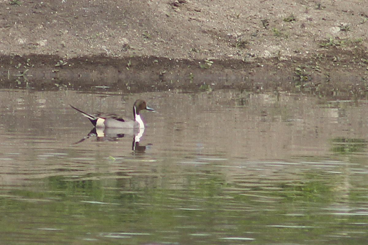 Northern Pintail