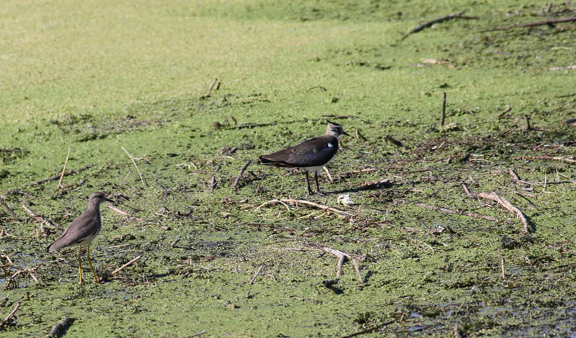 Northern Lapwing