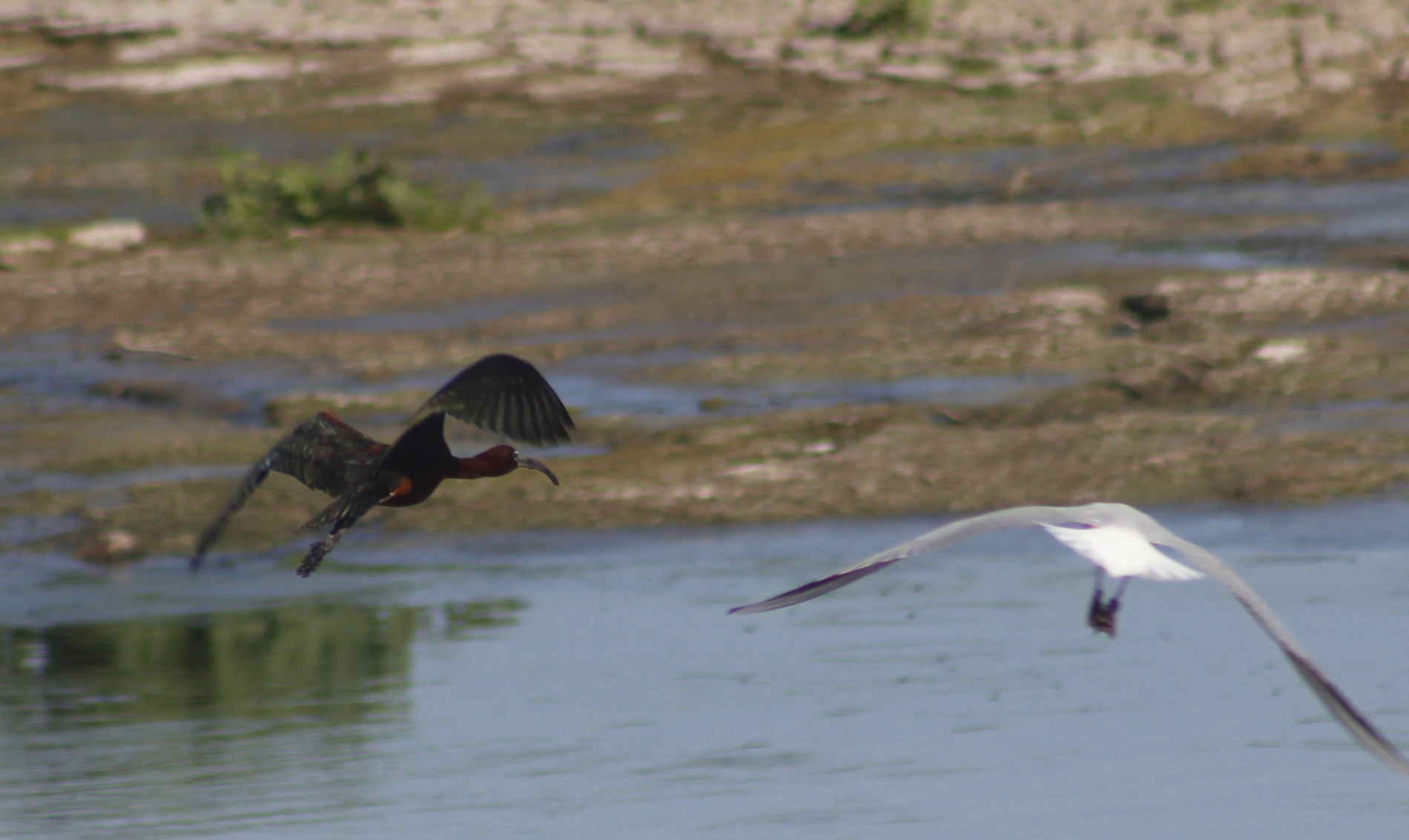 Glossy Ibis
