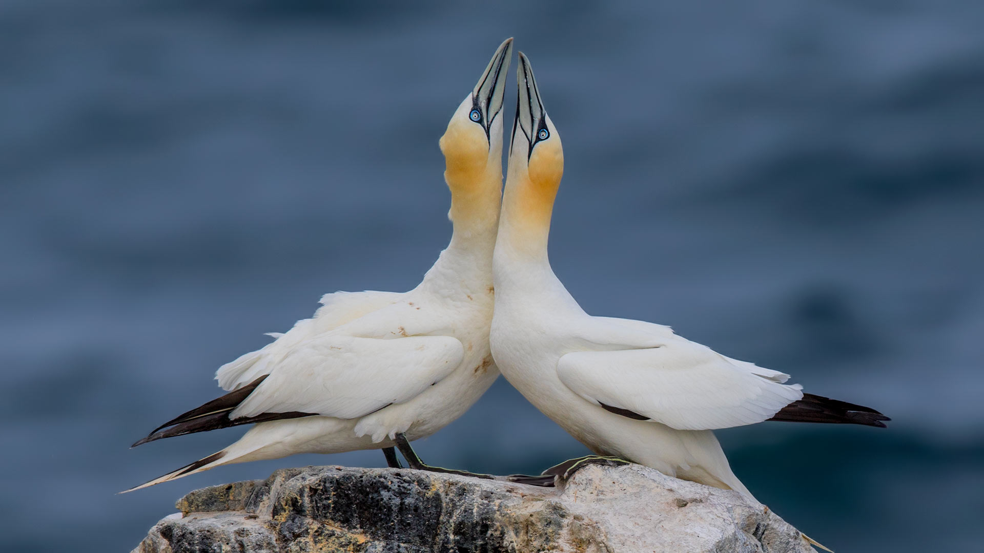 Northern Gannet