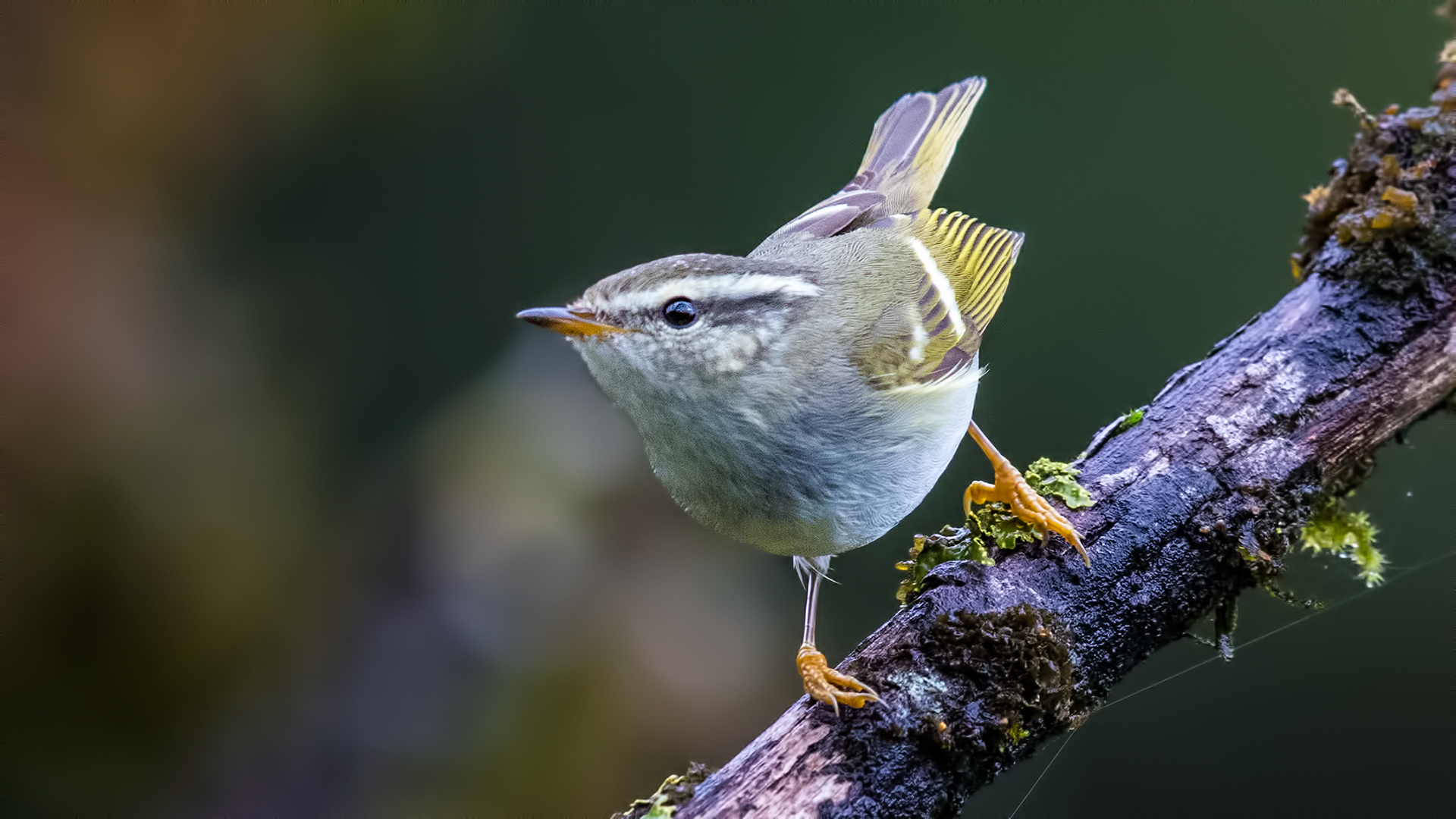 Yellow-browed Warbler