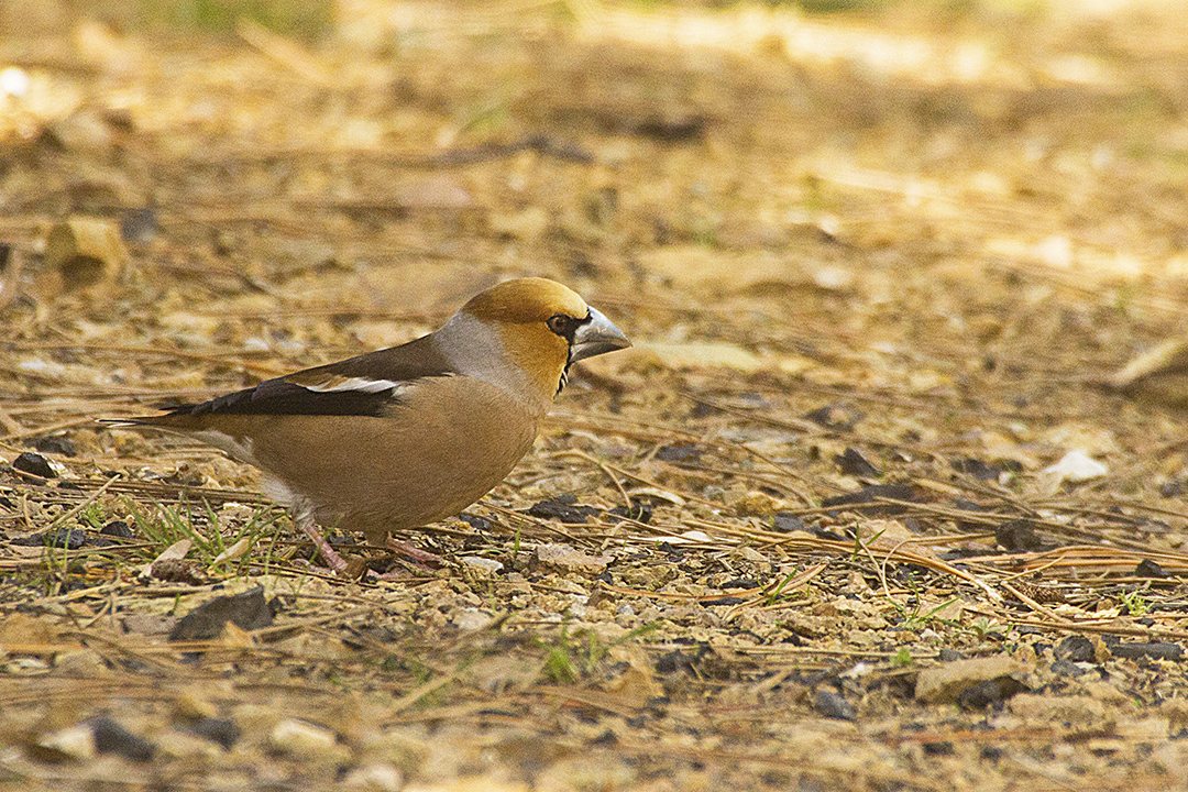 Hawfinch