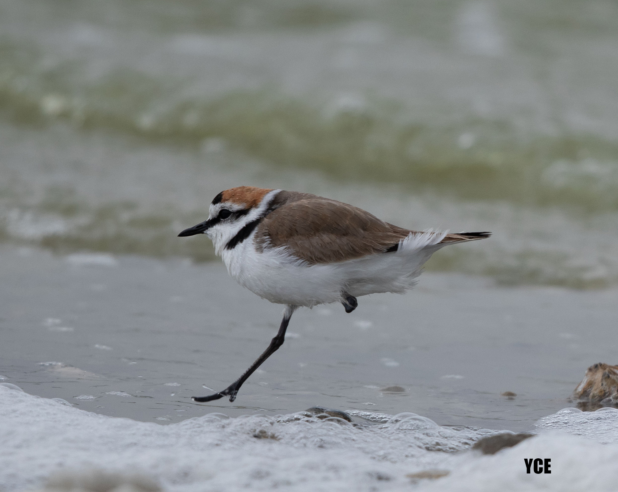 Common Ringed Plover