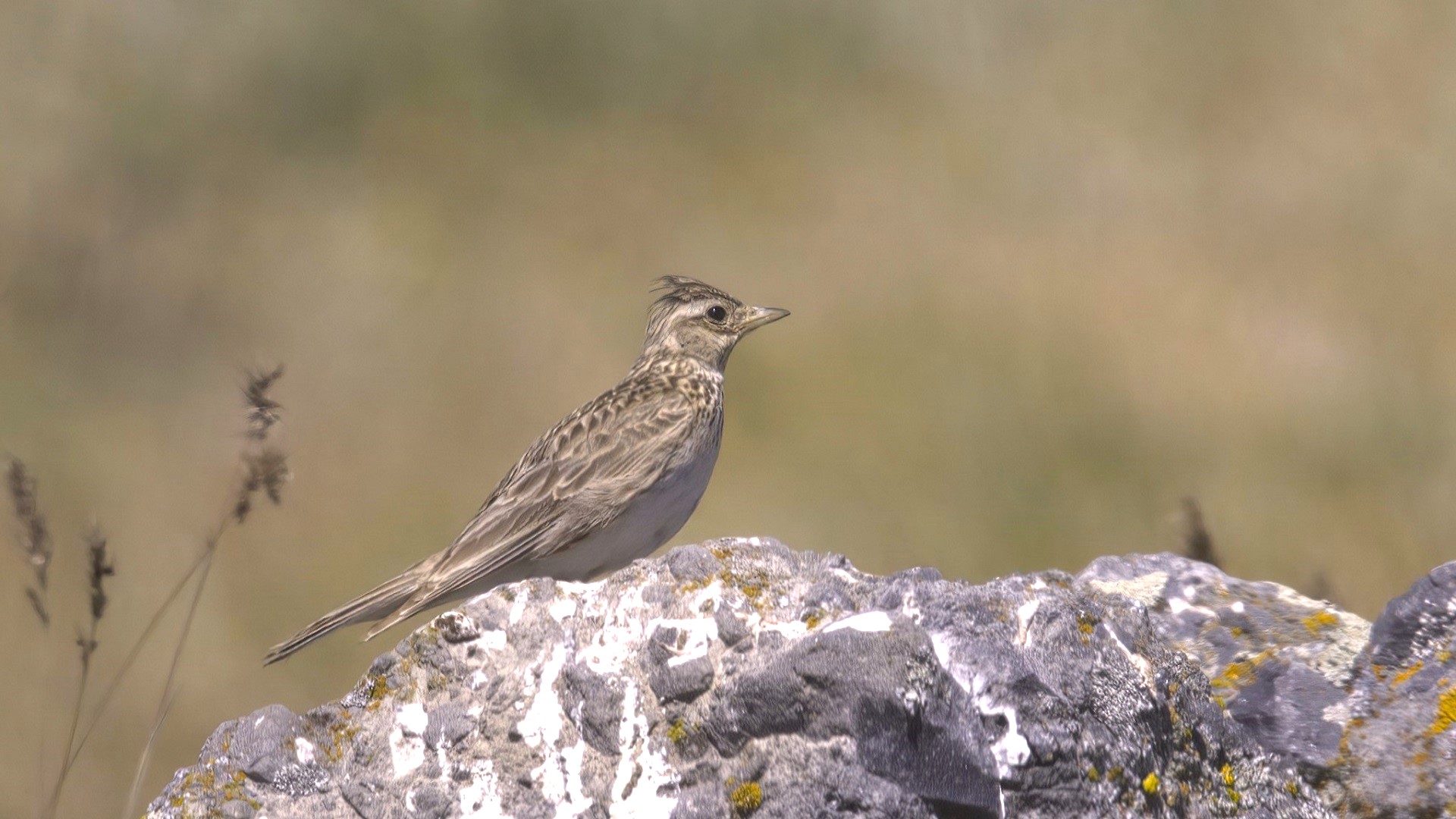 Eurasian Skylark