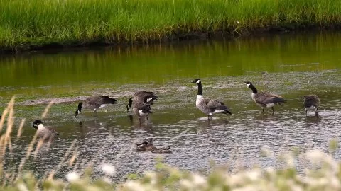 Kanada kazı