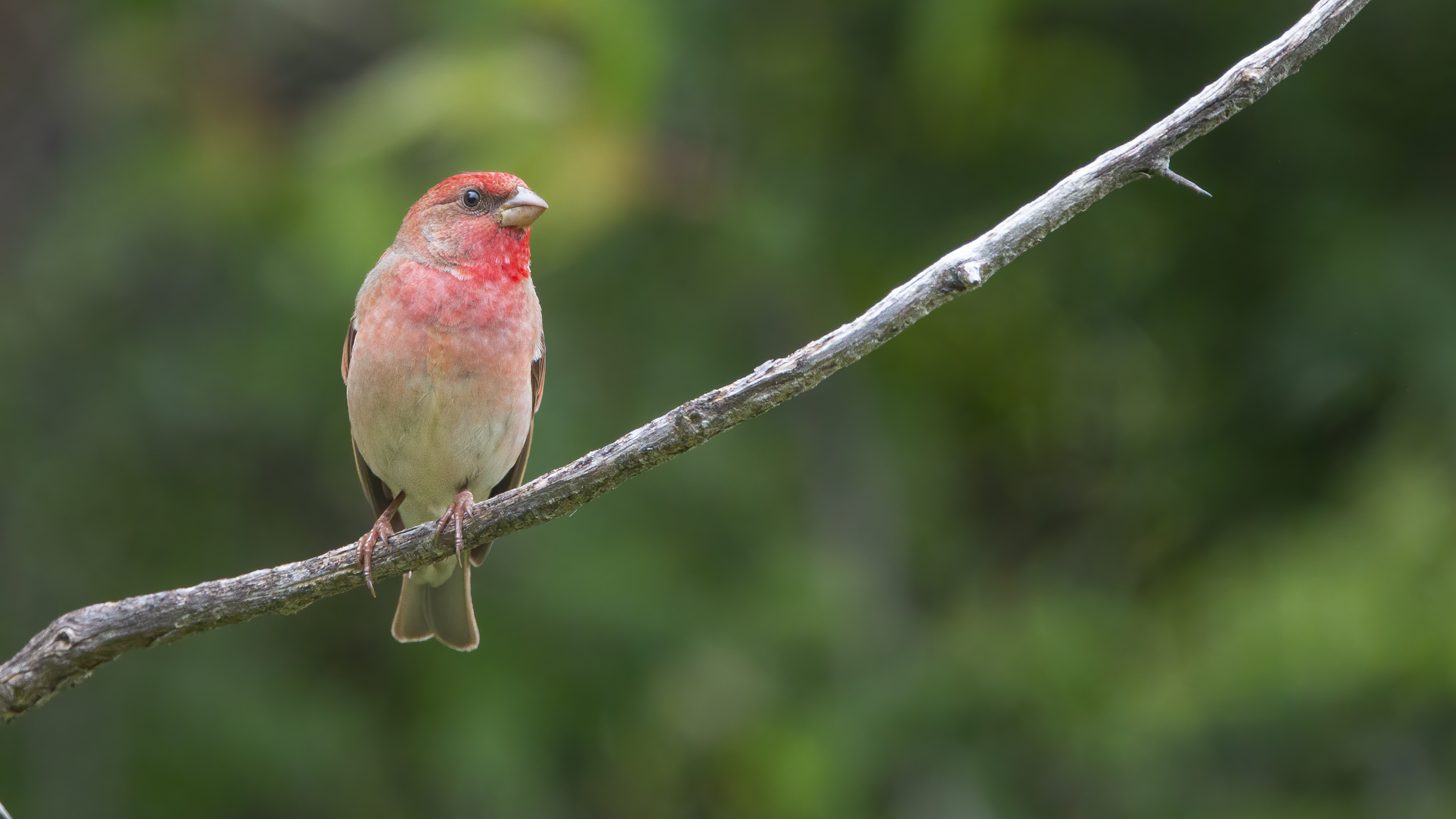 Common Rosefinch — Ana fotoğraf