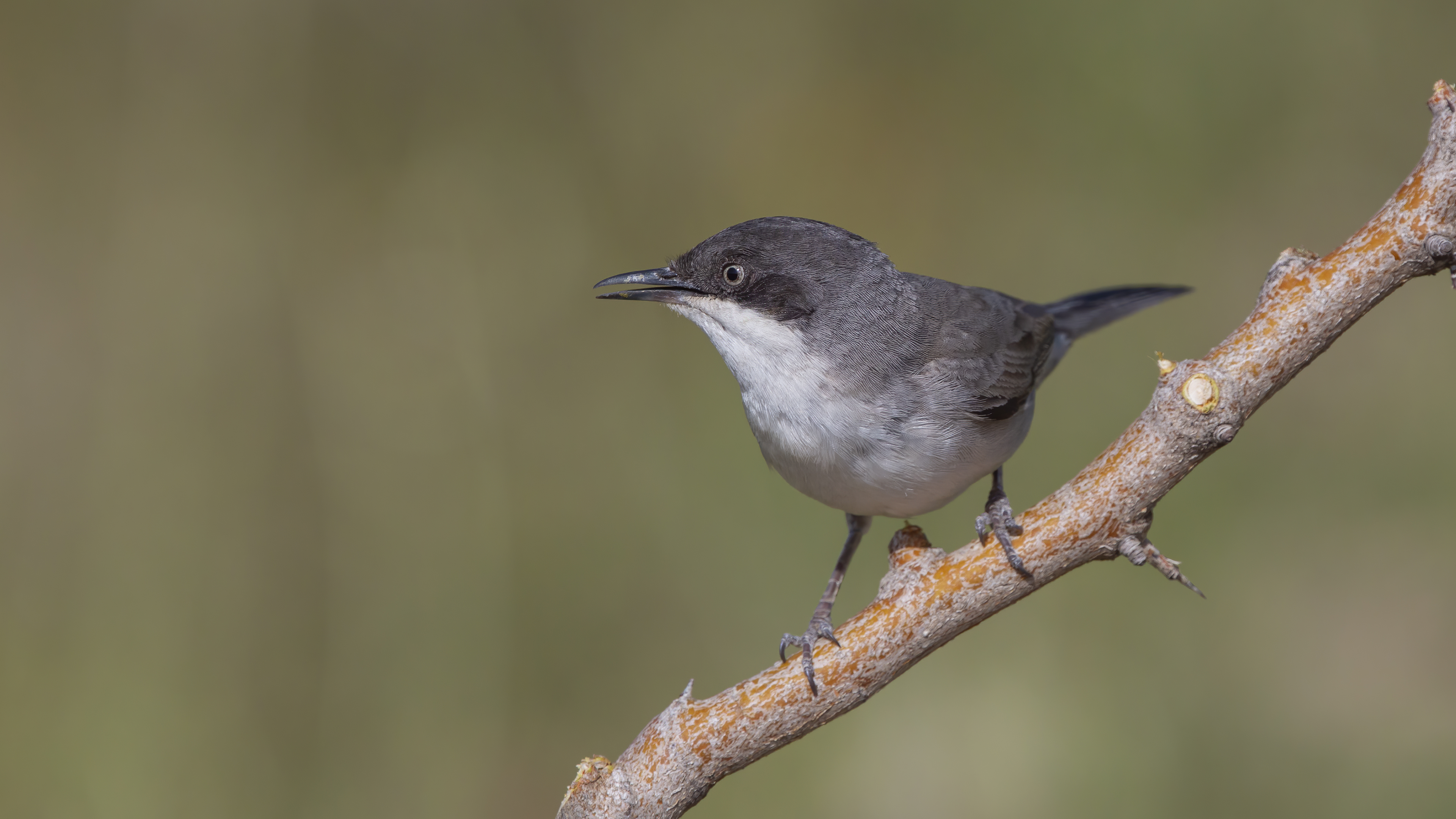 Eastern Orphean Warbler
