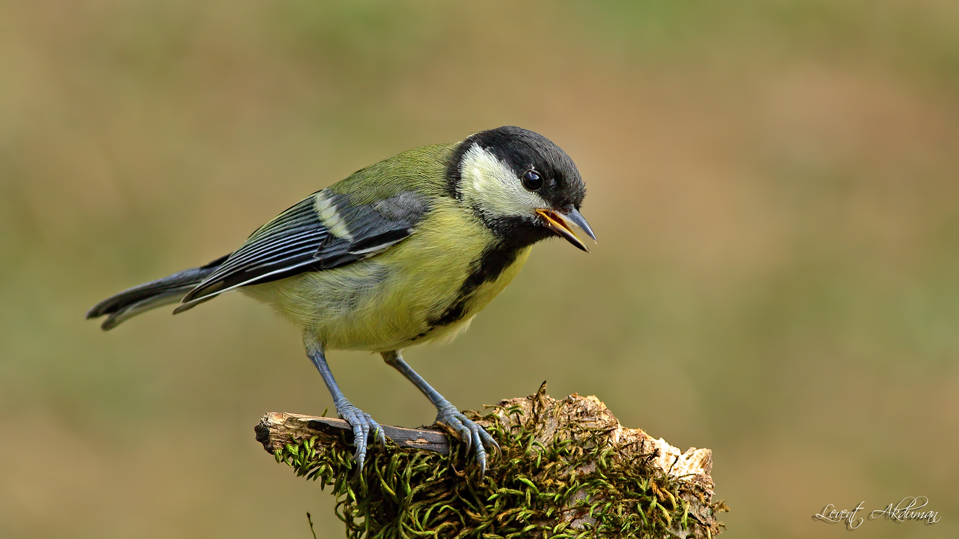 Great Tit