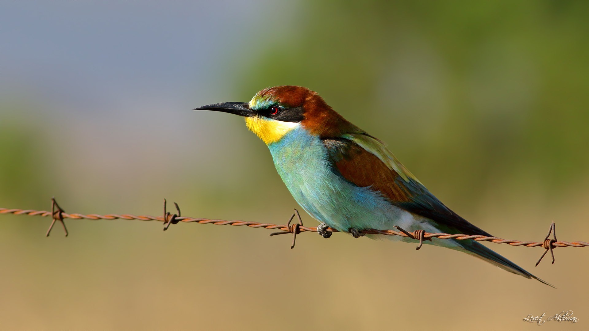 European Bee-eater