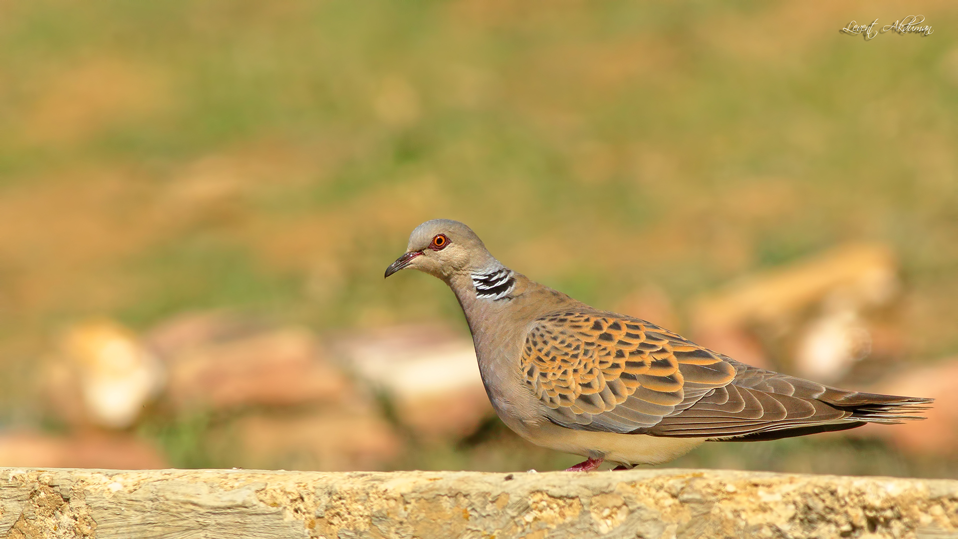 European Turtle-Dove