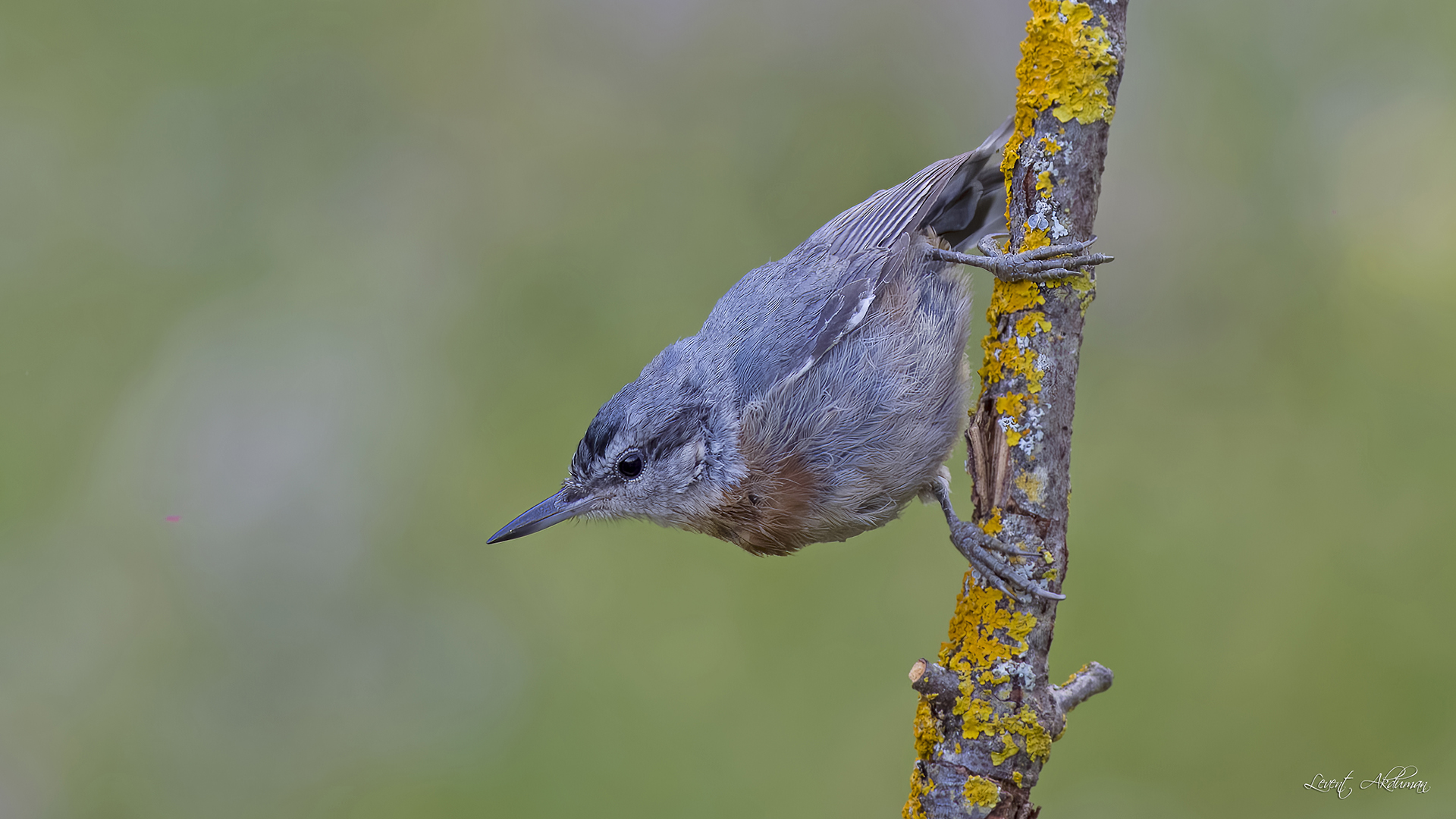 Krüper's Nuthatch