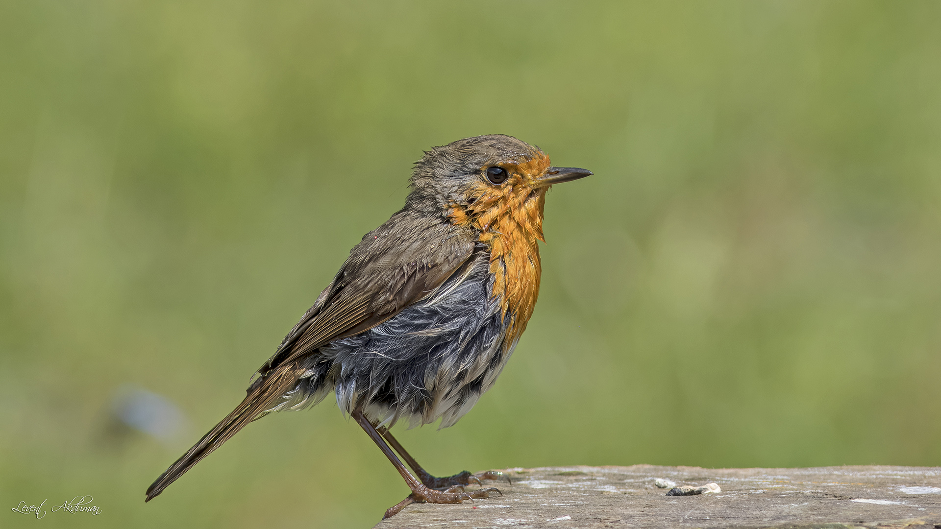 European Robin
