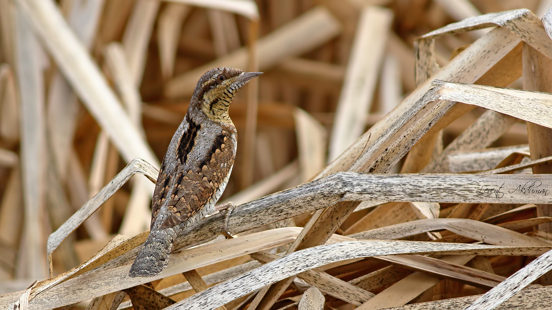 Eurasian Wryneck