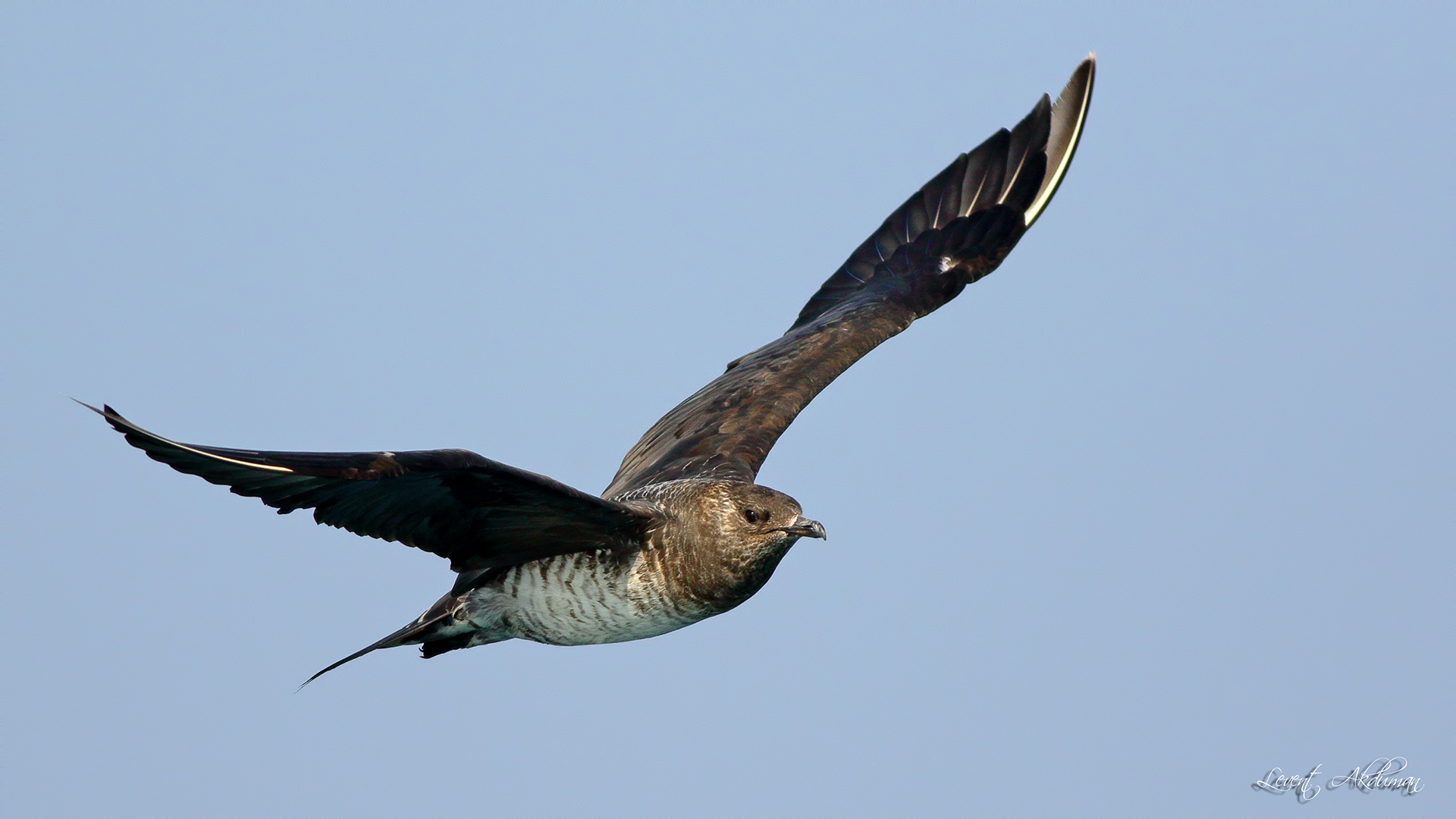 Parasitic Jaeger