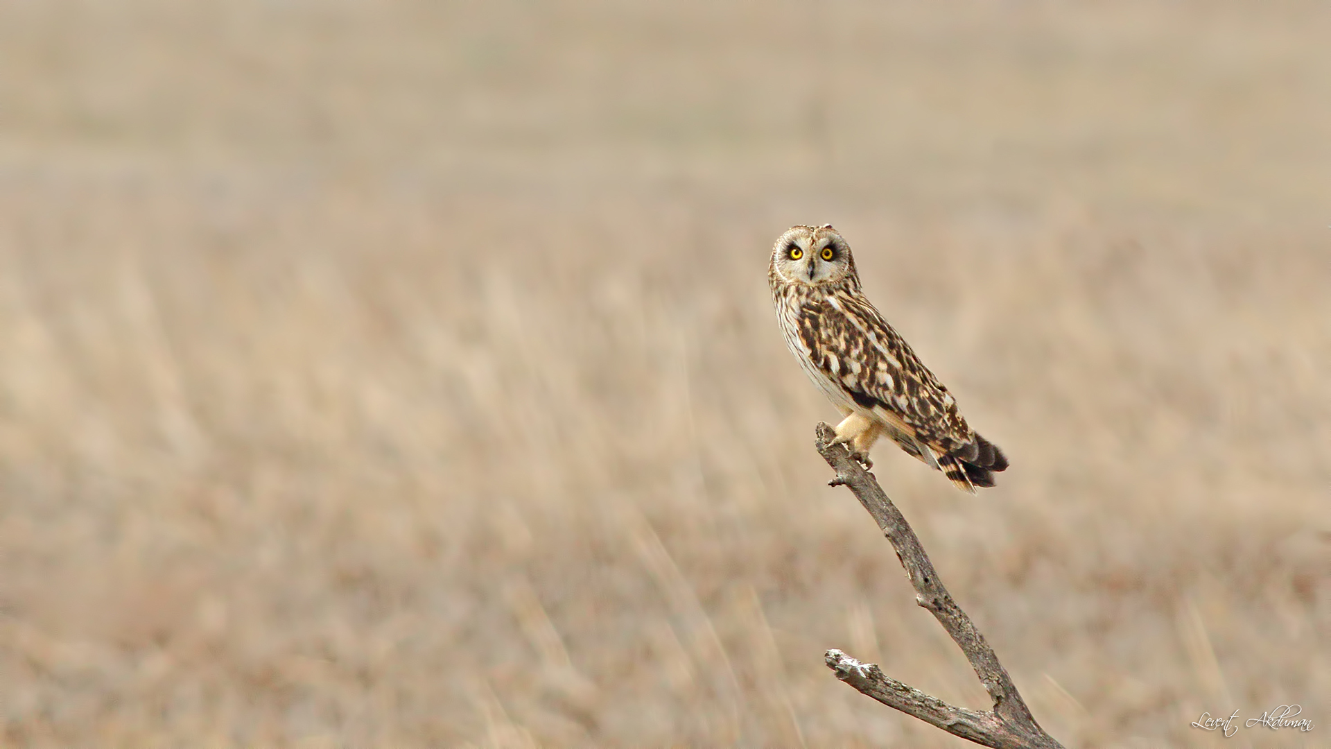 Short-eared Owl