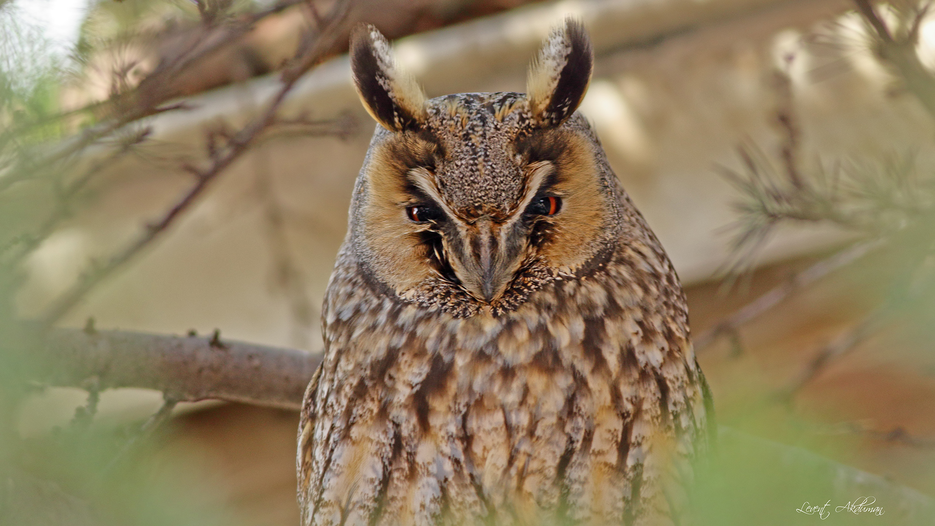 Long-eared Owl