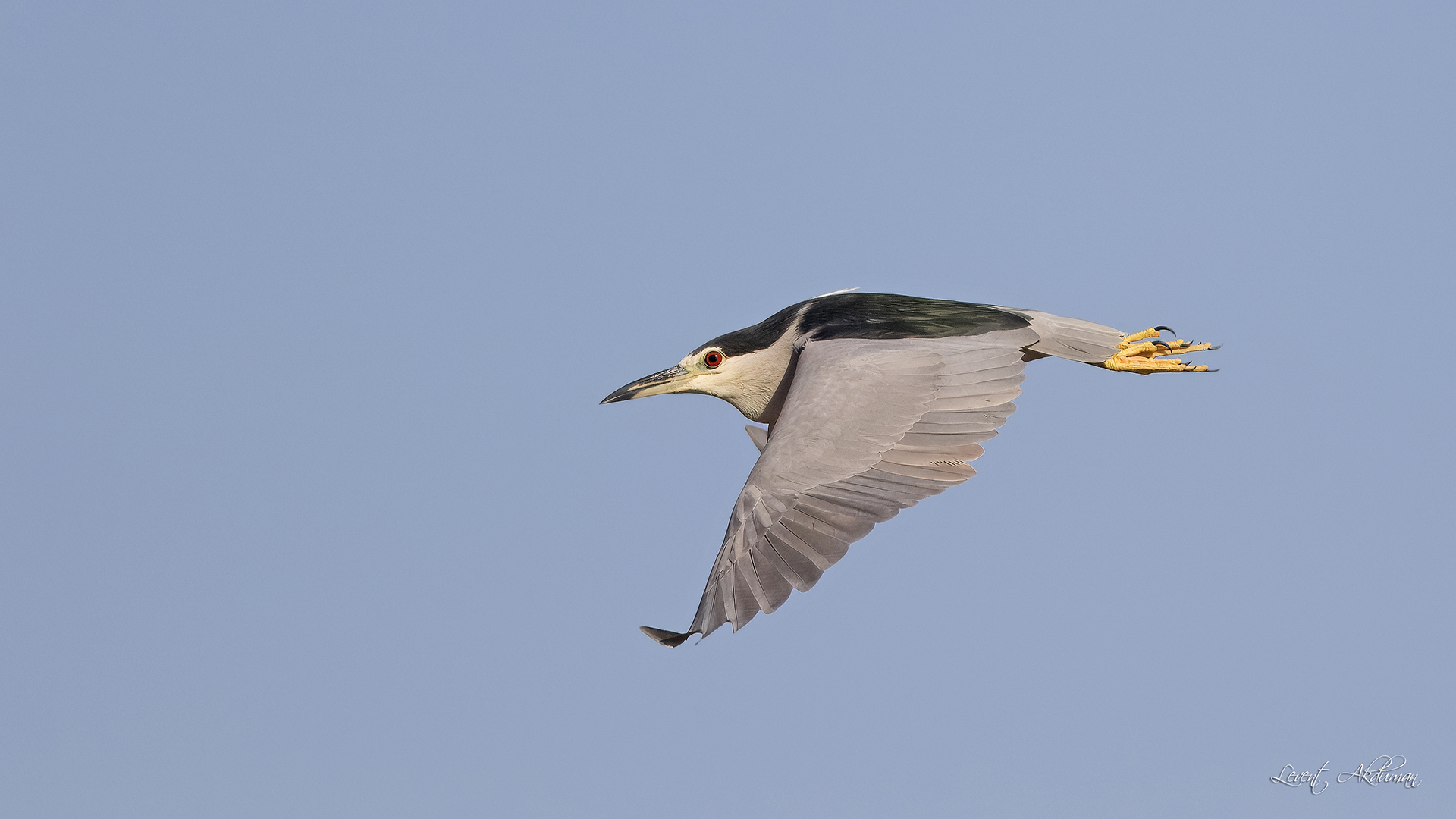 Black-crowned Night-Heron