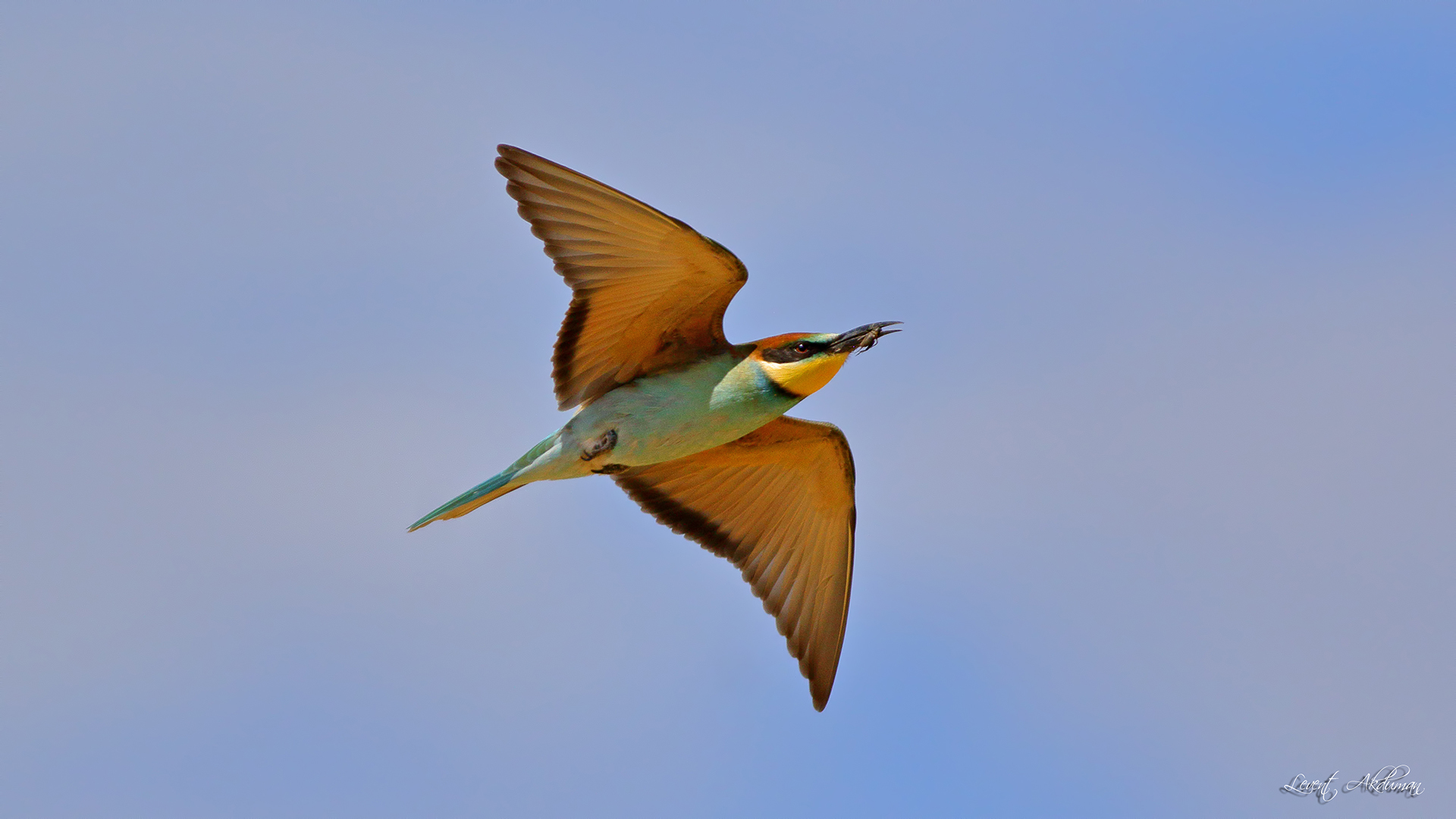 European Bee-eater