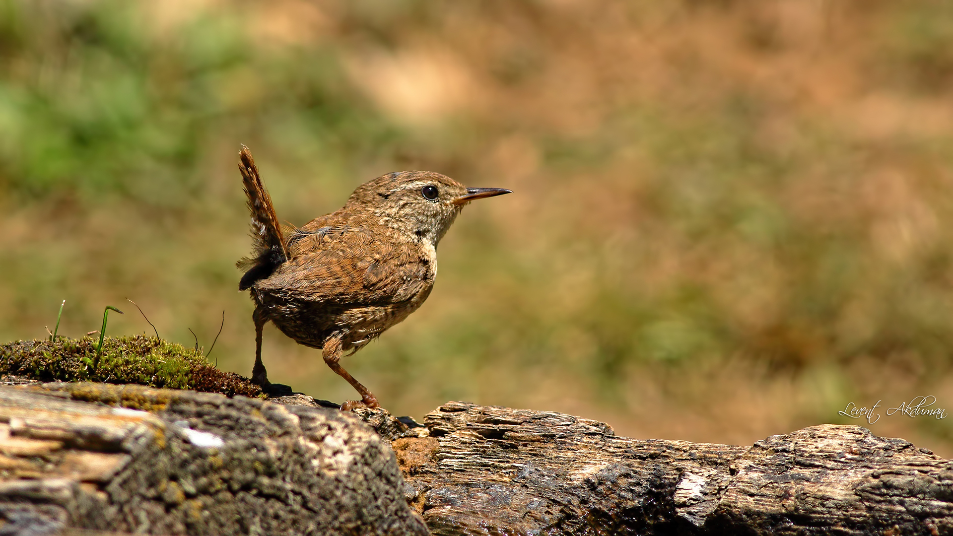 Eurasian Wren