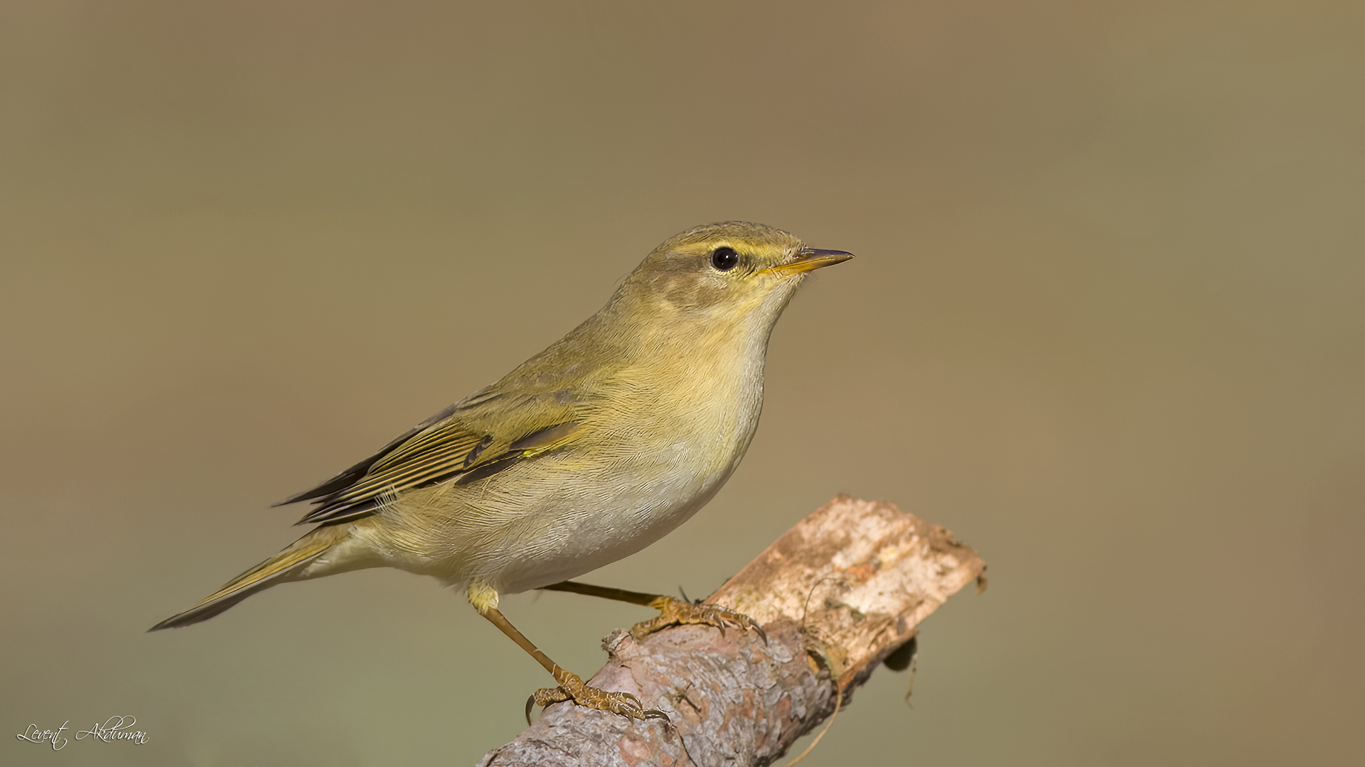 Willow Warbler