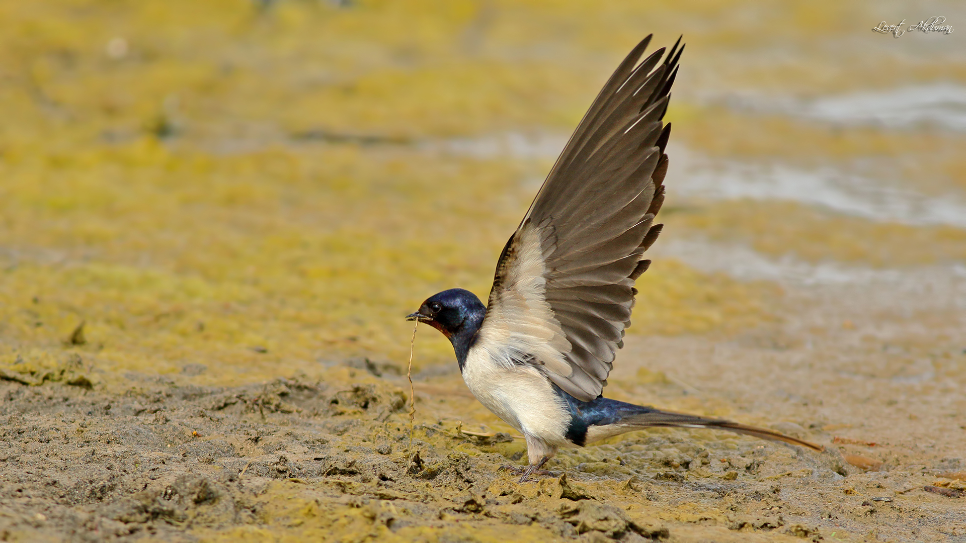 Barn Swallow