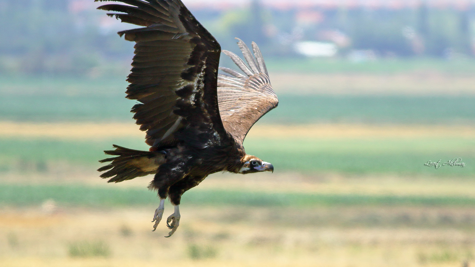 Cinereous Vulture