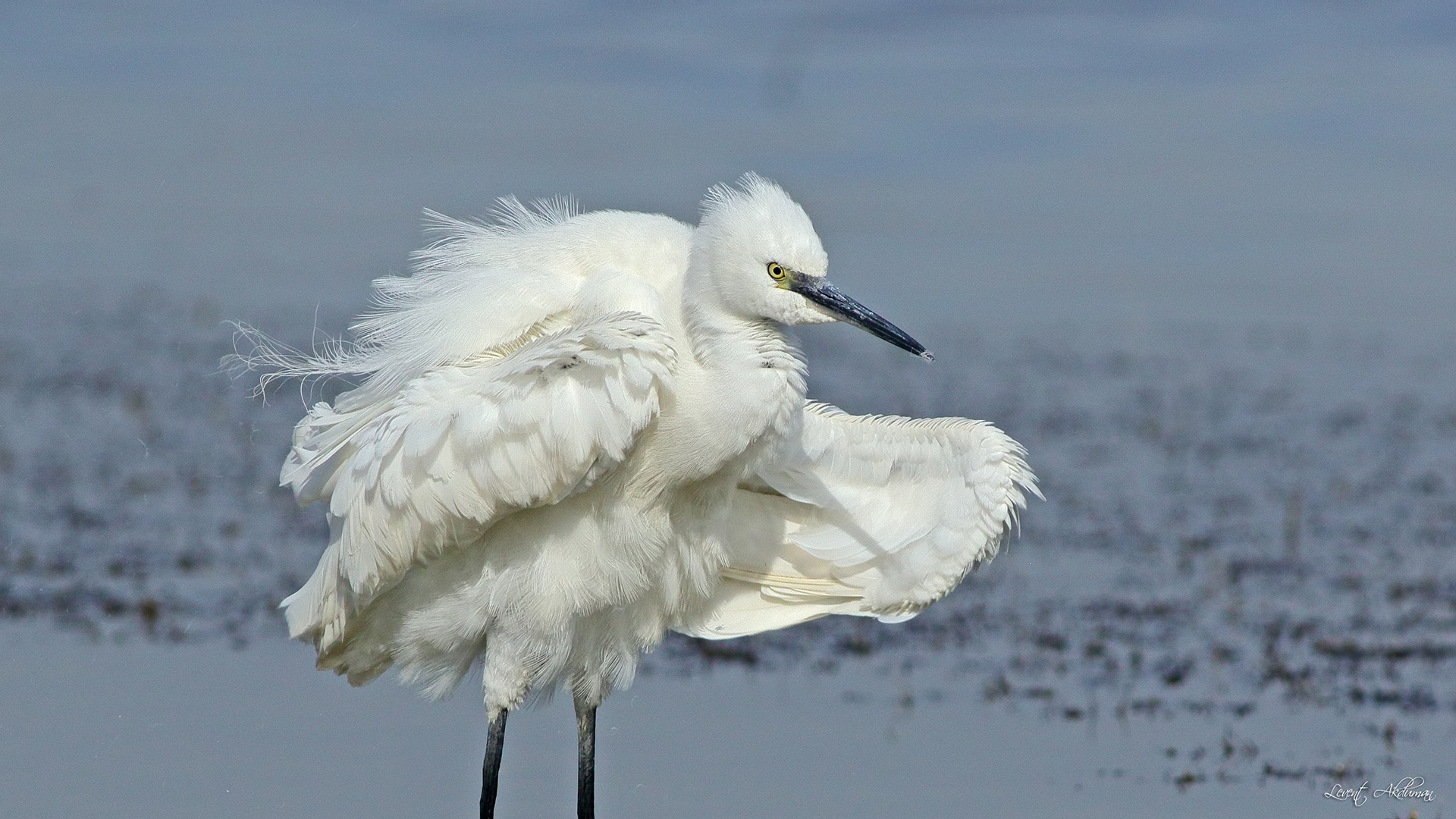Little Egret