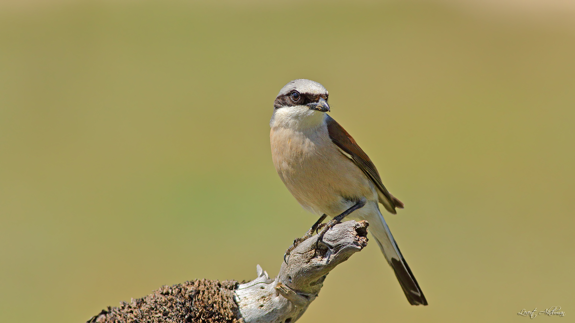 Red-backed Shrike
