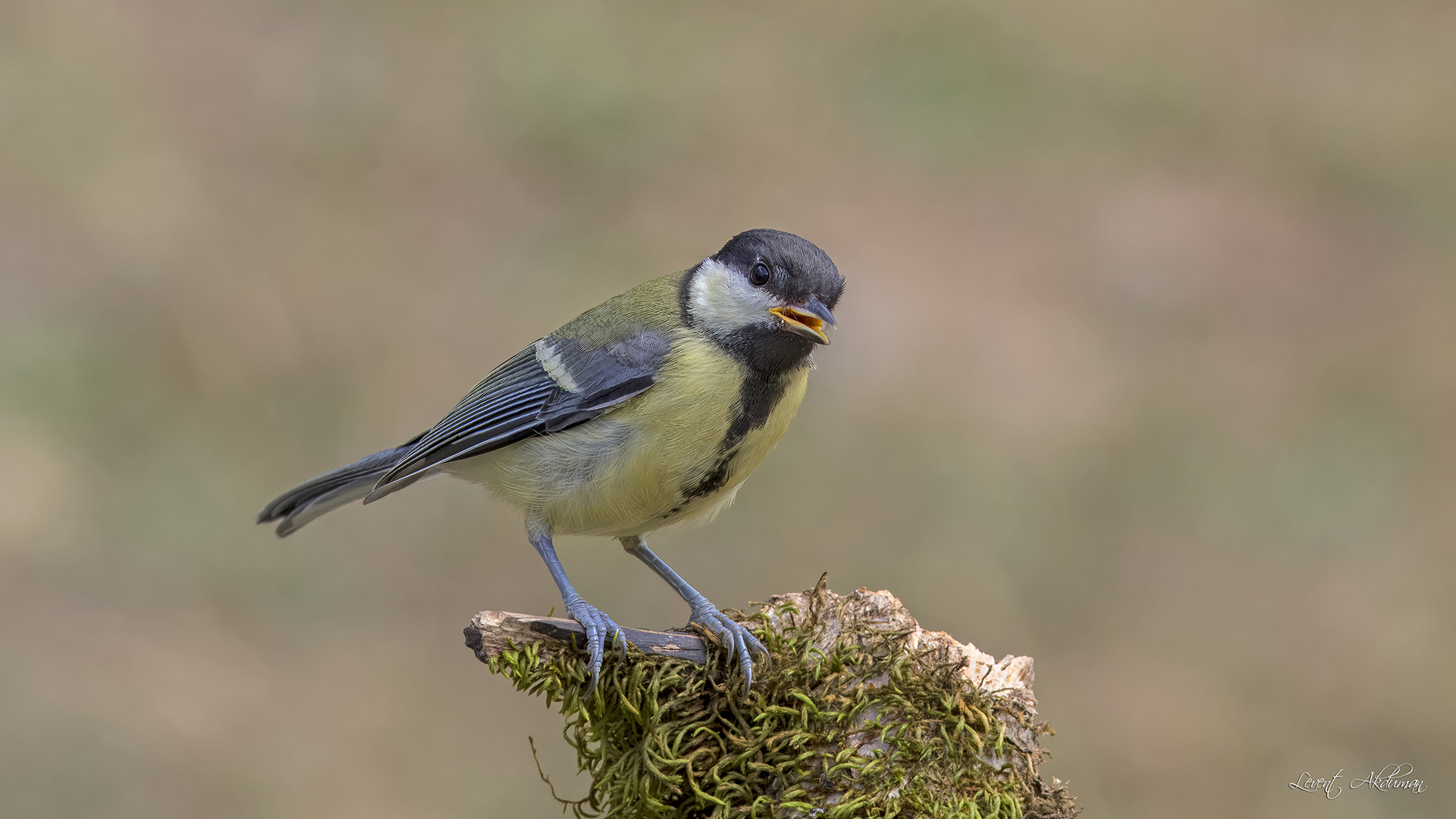 Great Tit