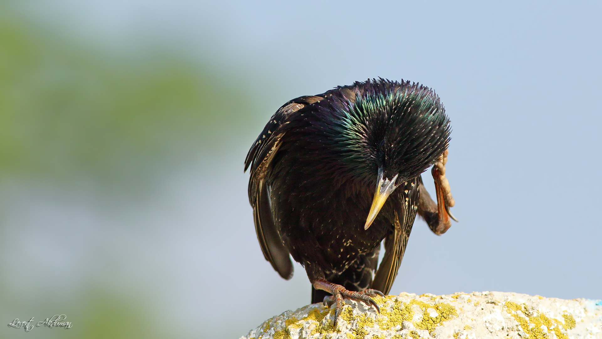 European Starling