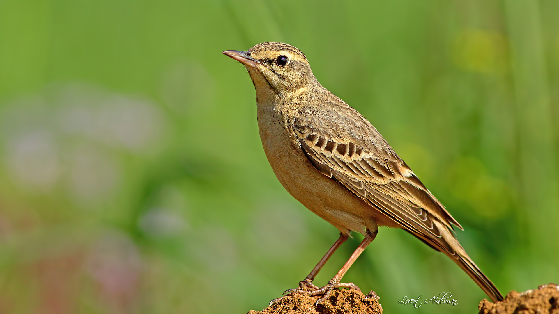 Tawny Pipit