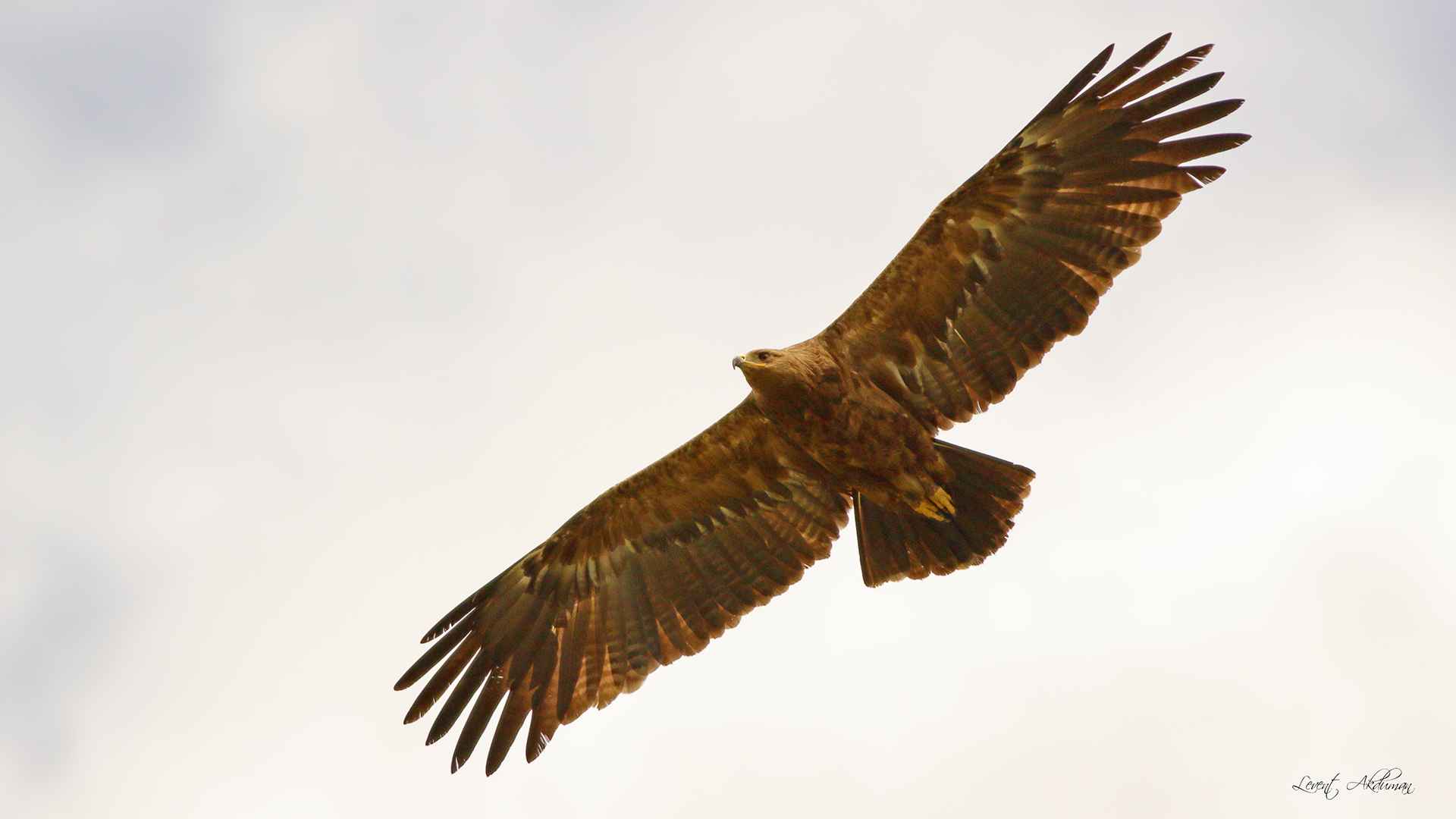 Lesser Spotted Eagle