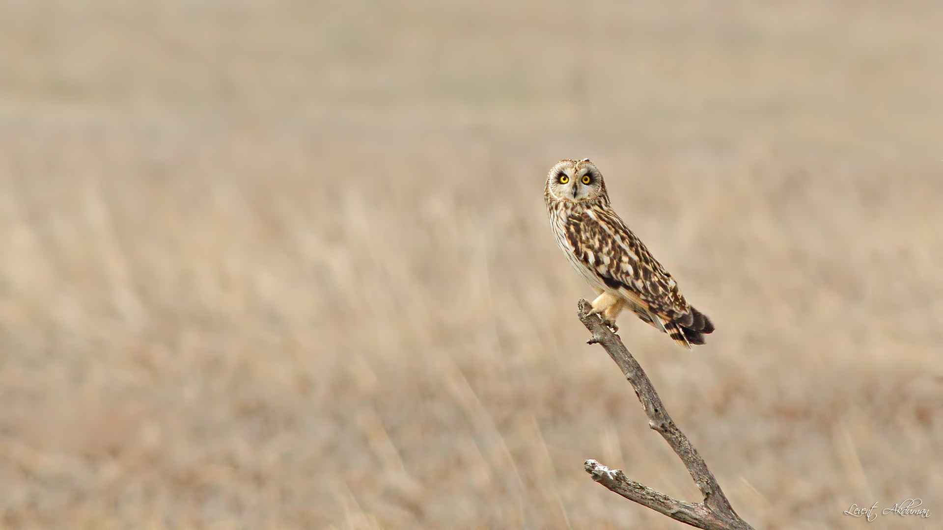 Short-eared Owl