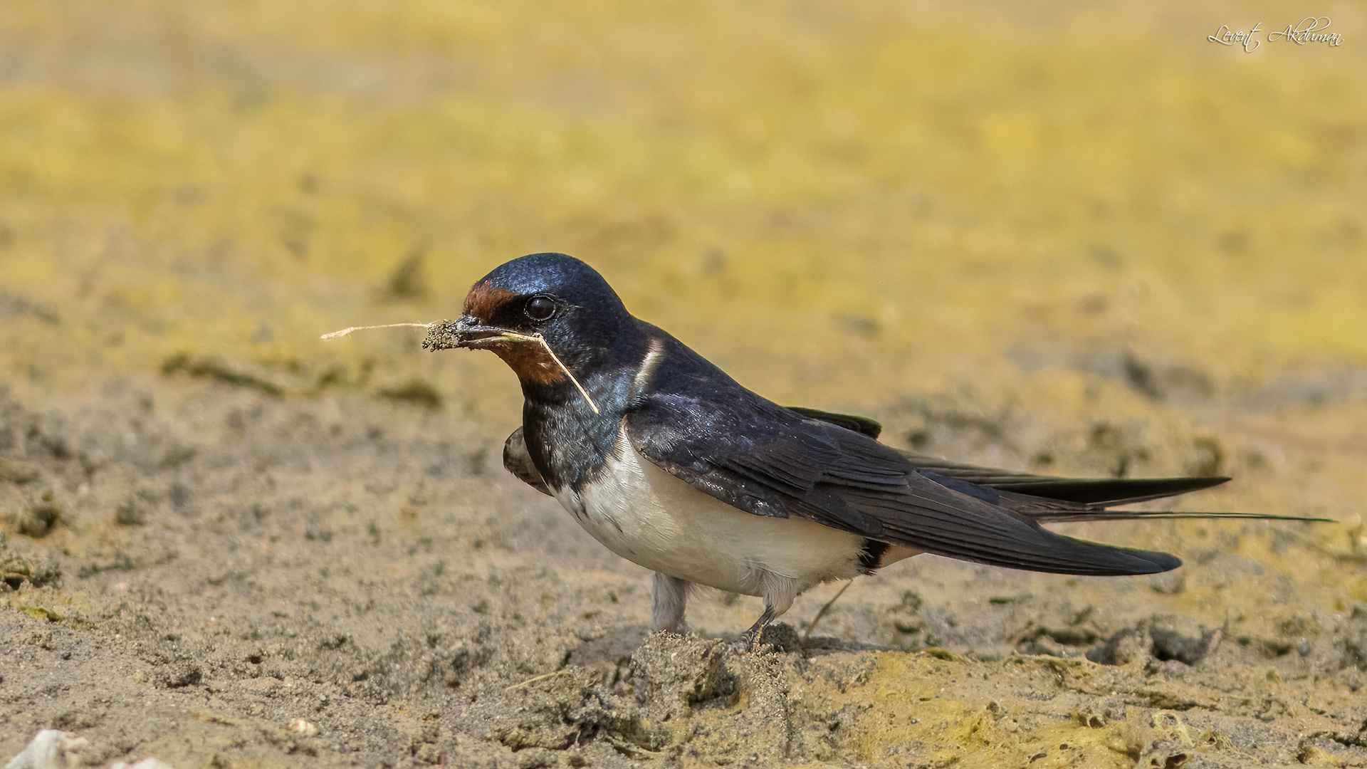 Barn Swallow
